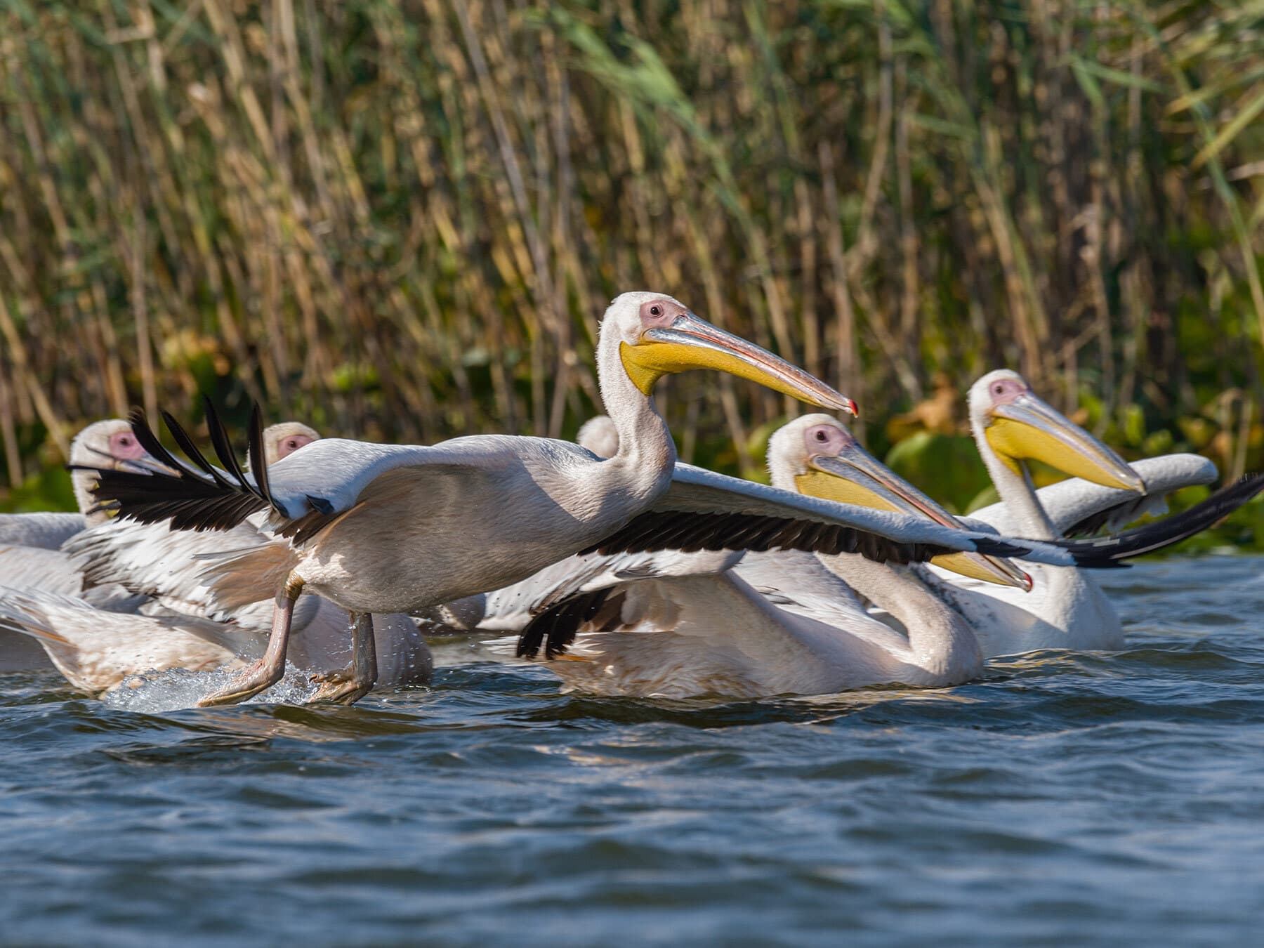 Flock of pelicans