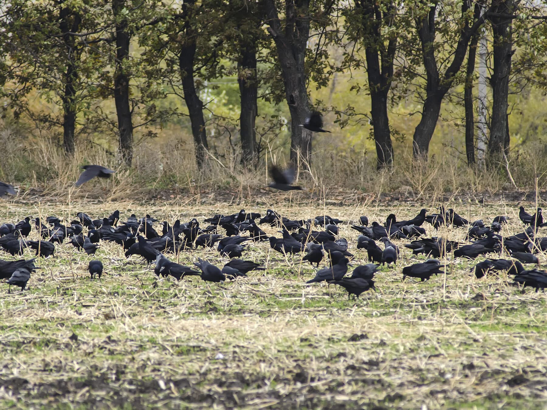 Flock of ravens