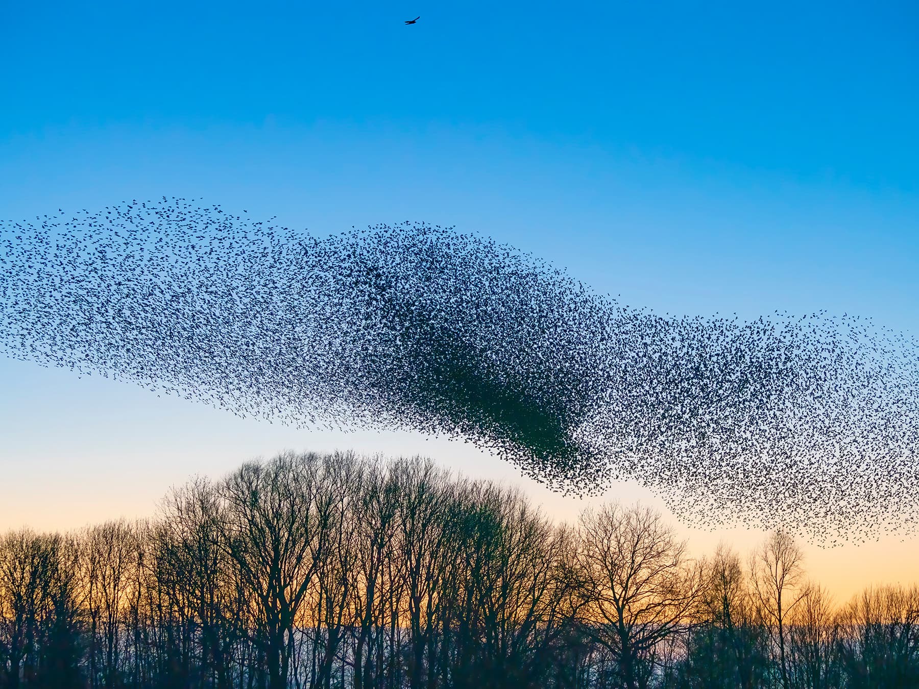 Flock of starlings starling murmurations