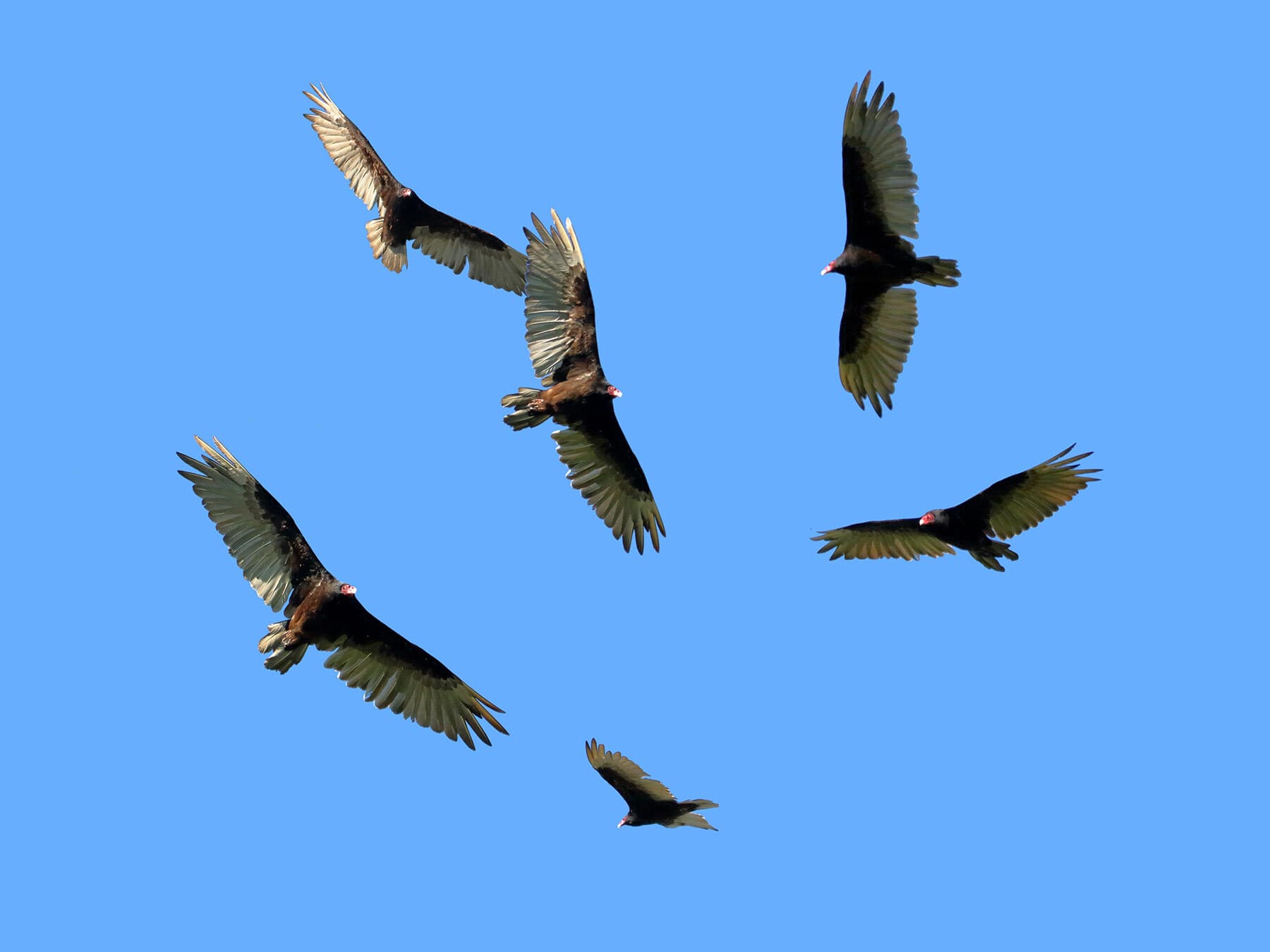 Flock of turkey vultures