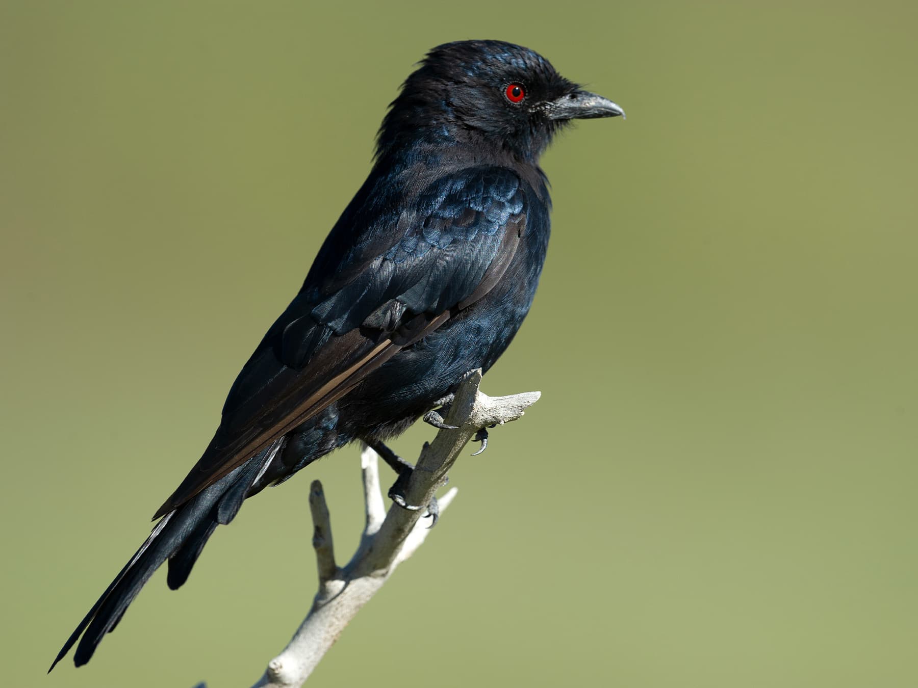 Fork tailed drongo