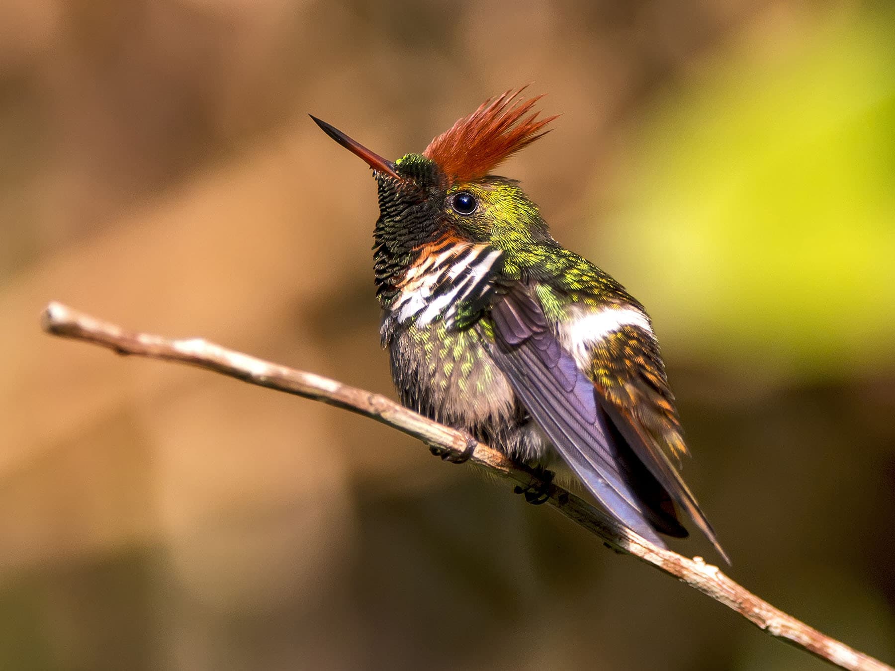 Frilled Coquette