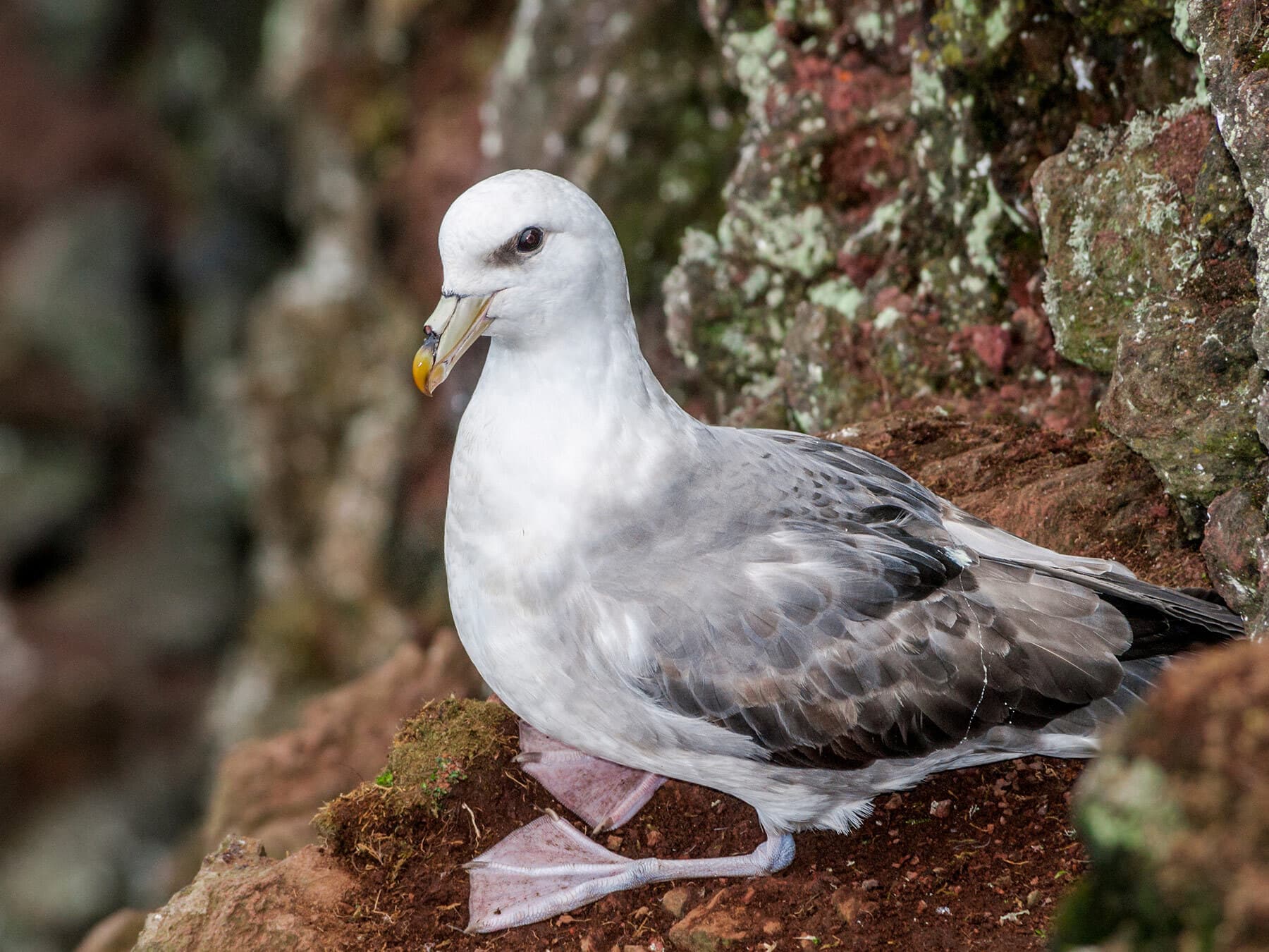 Close up of a Fulmar