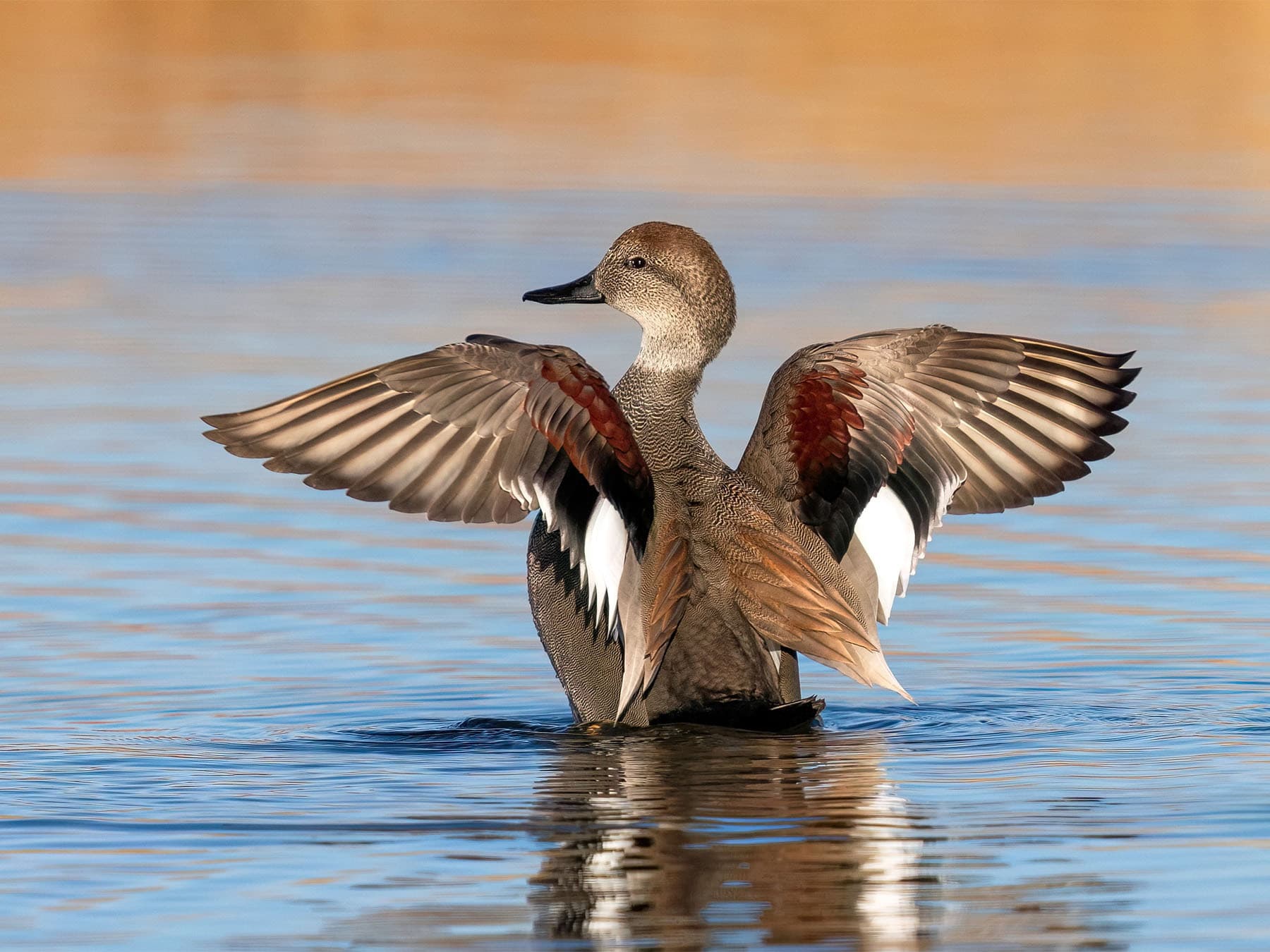 Gadwall duck in tranquil lake stretching its wings