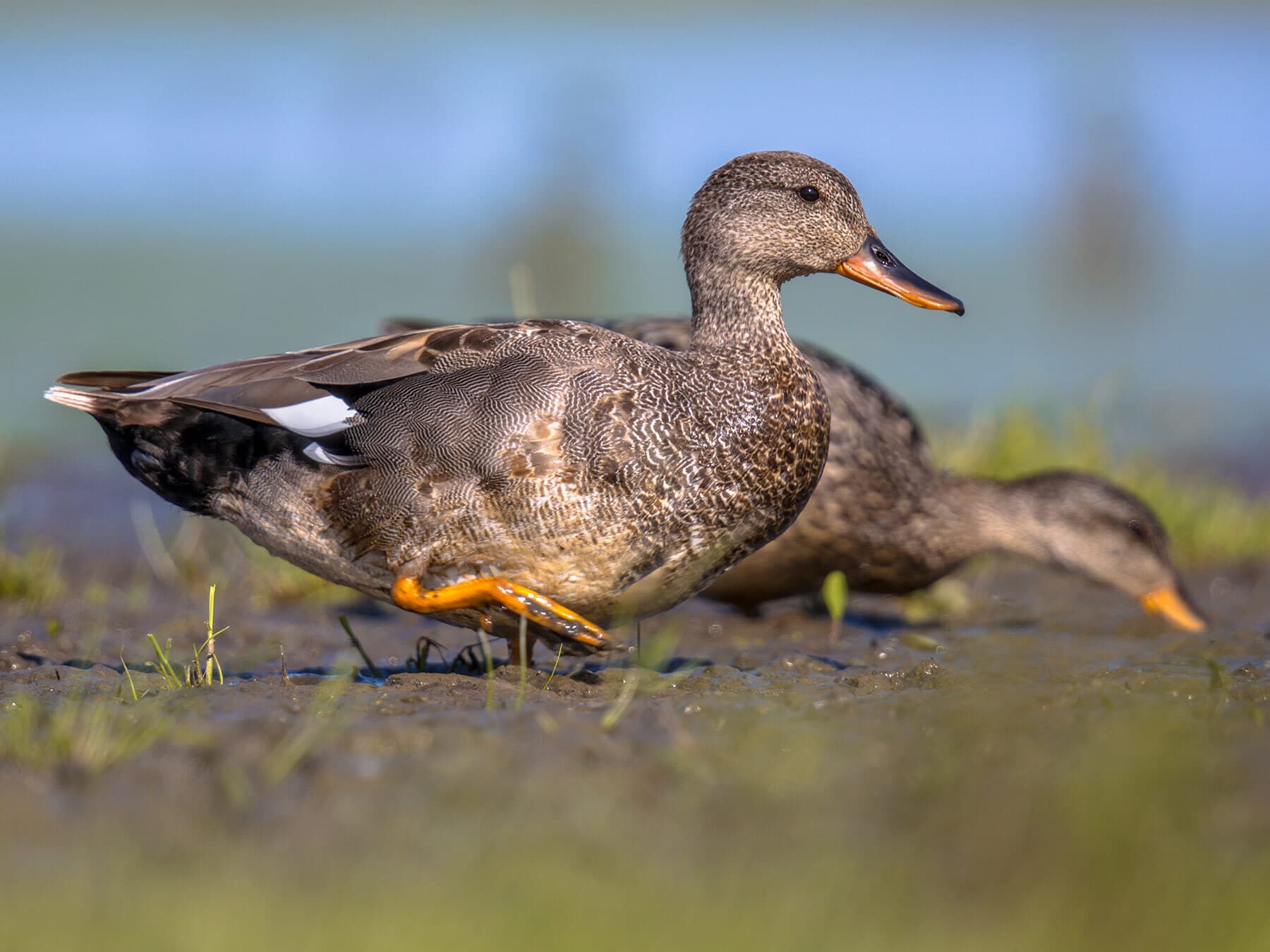 Gadwalls walking