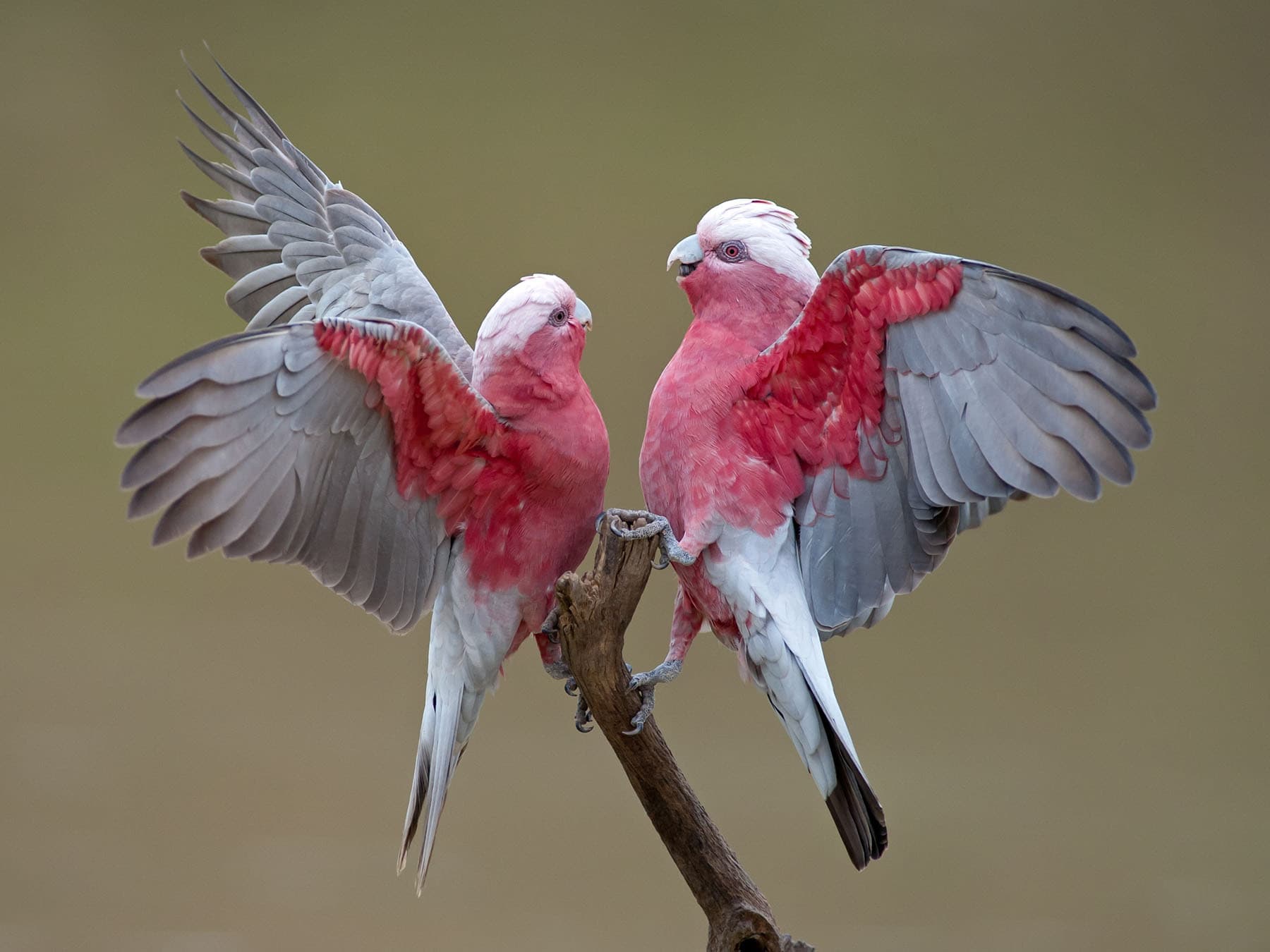 A pair of Galahs