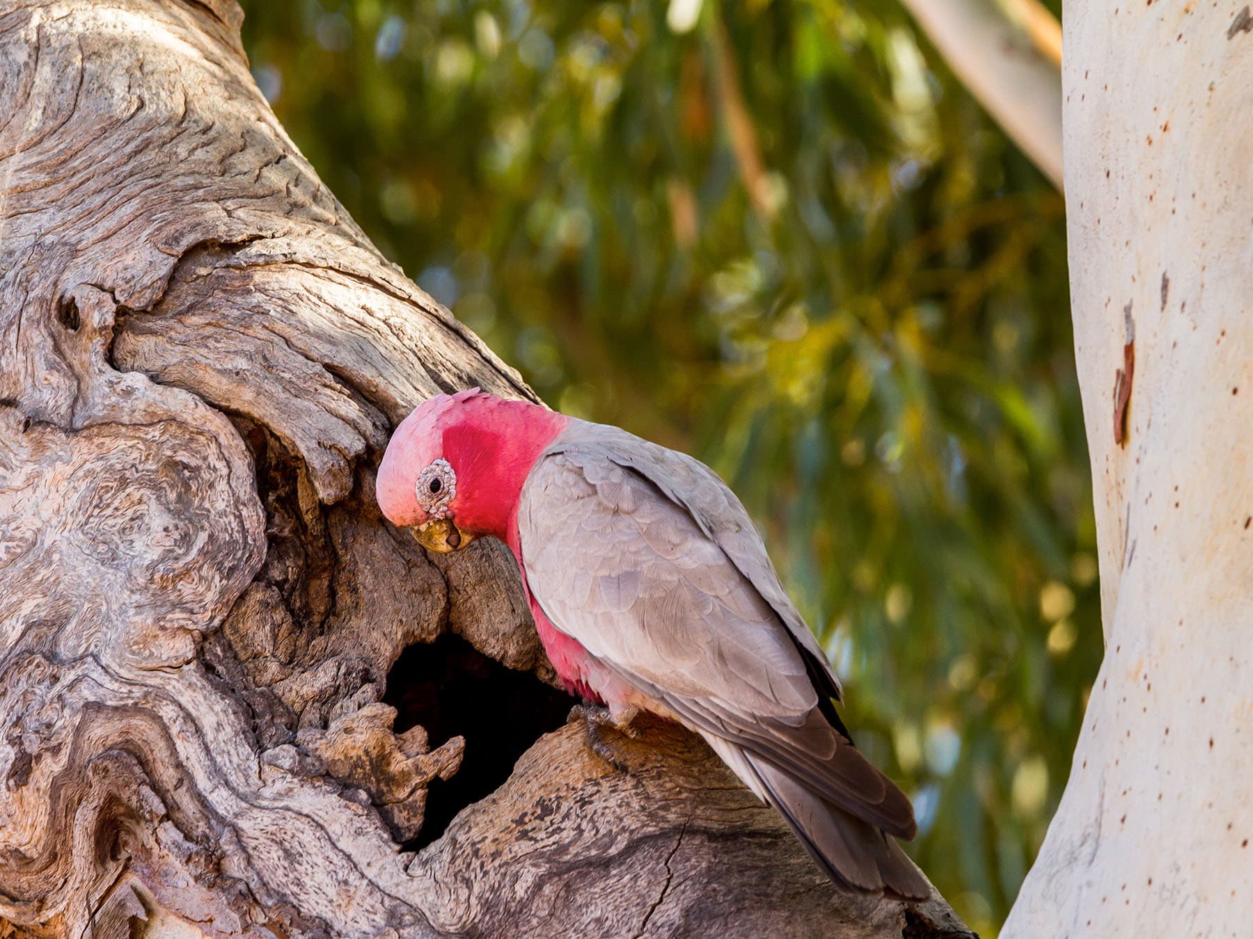Galah nesting hollow