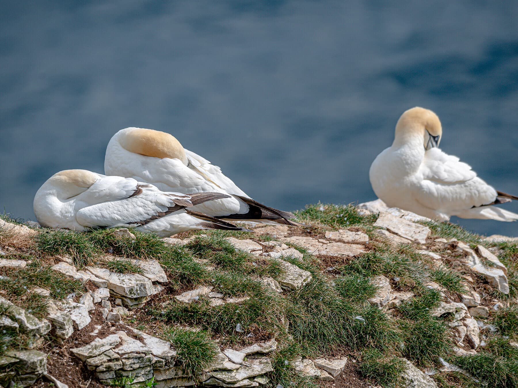 Gannets sleeping on cliff