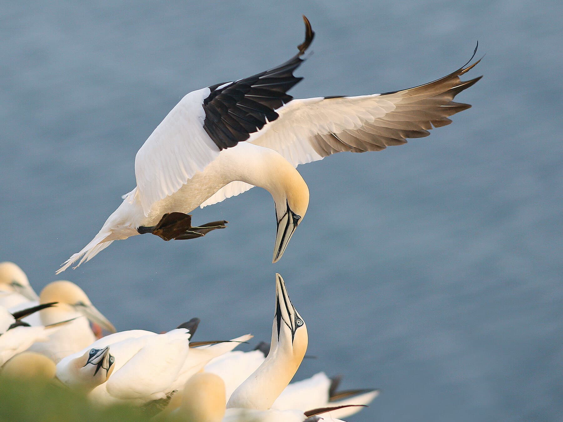 Close up of two Northern Gannets
