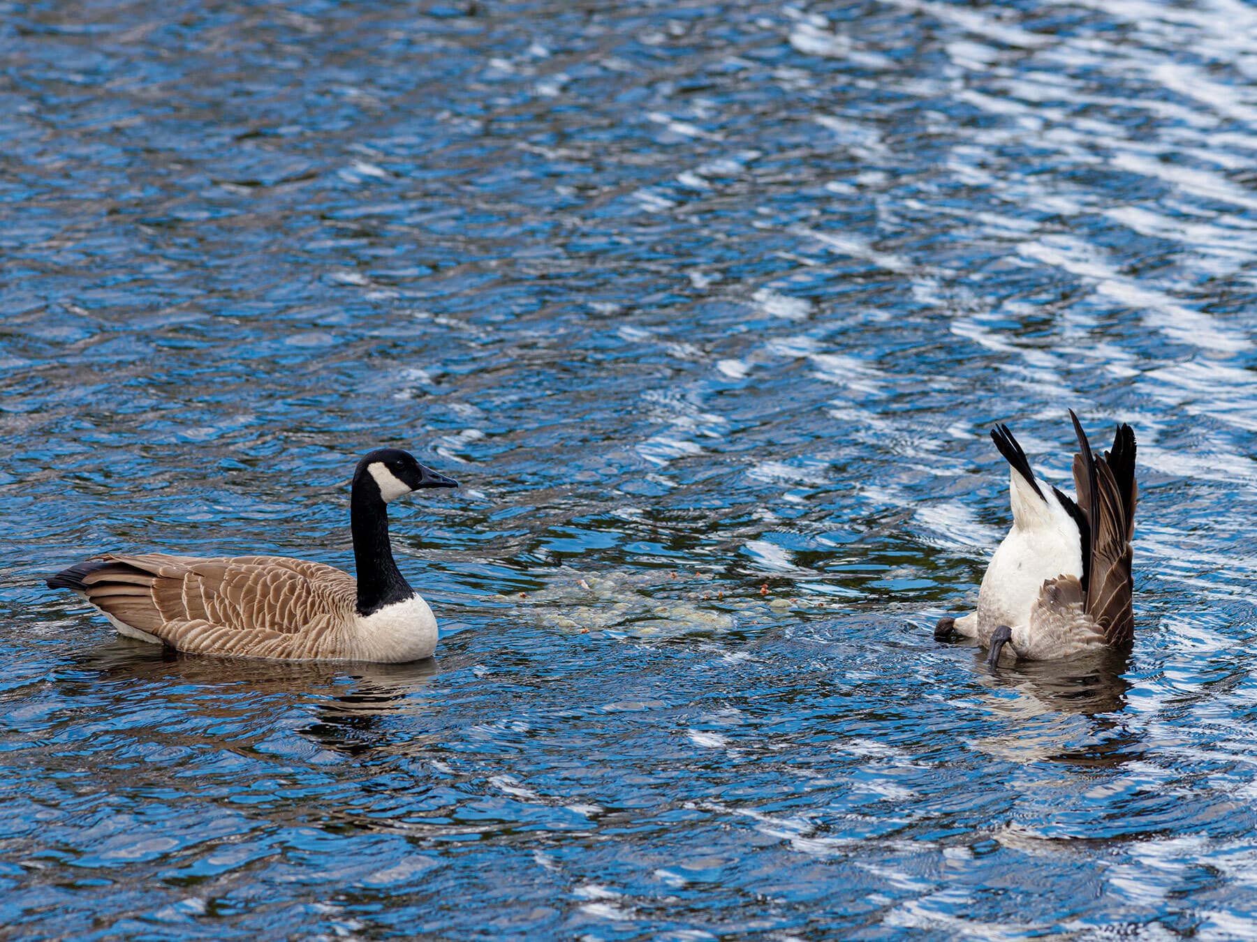Geese diving for food