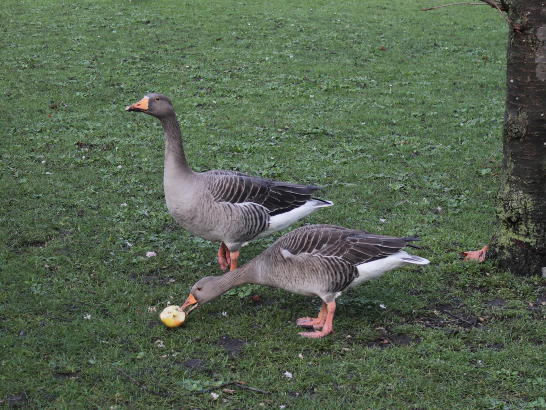 Geese eating apple