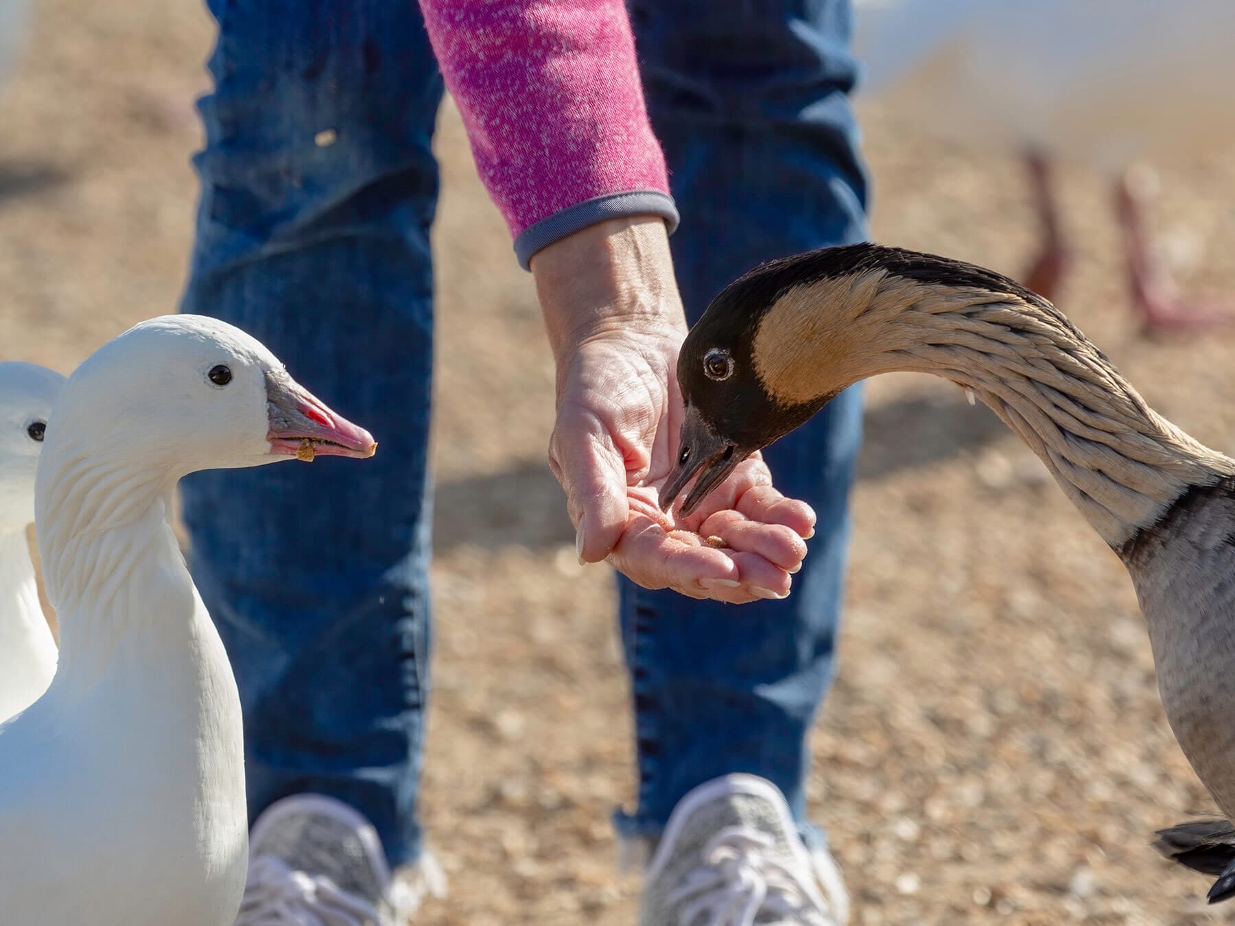 Geese feeding from hand