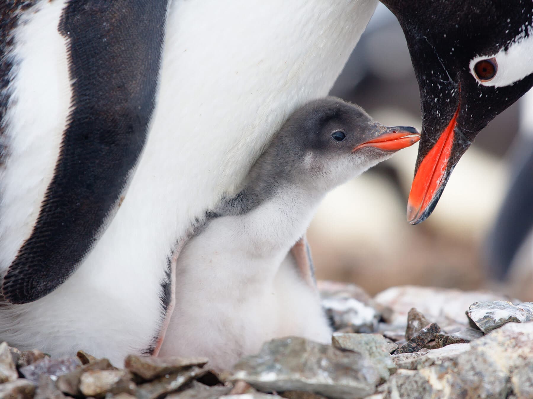 Gentoo penguin chick