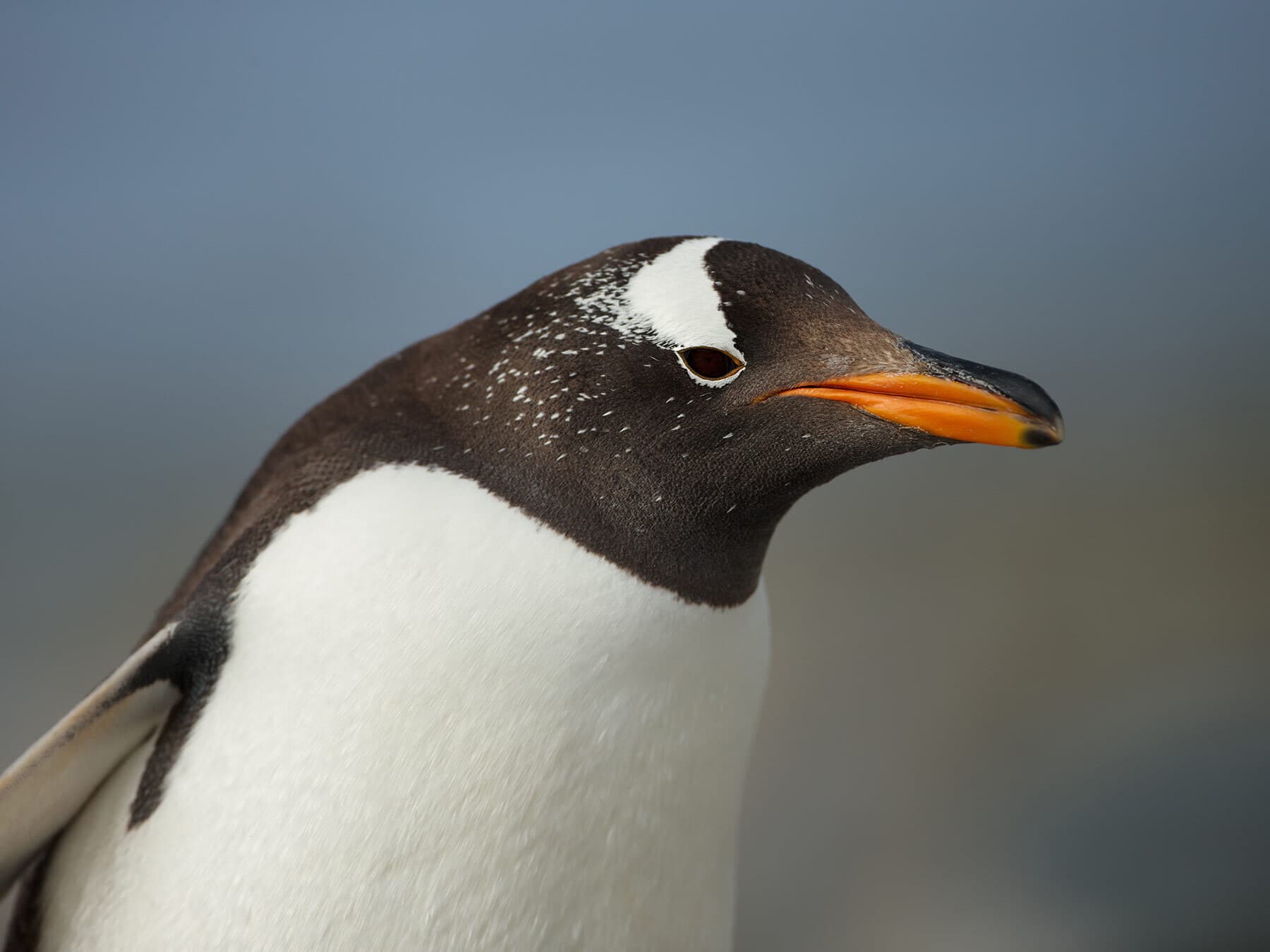 Gentoo penguin lifespan