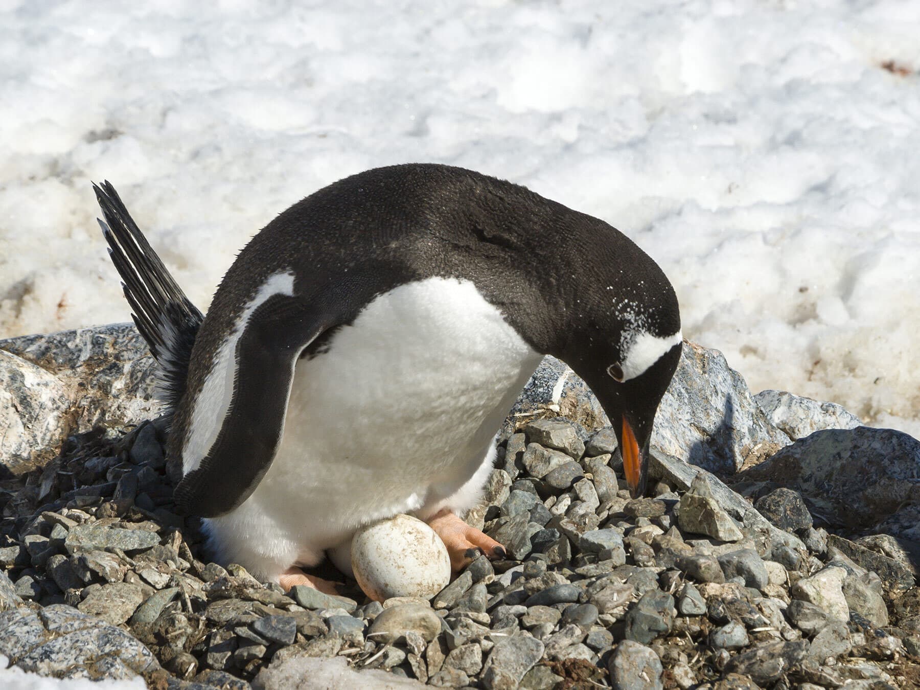 Gentoo penguin nest with eggs