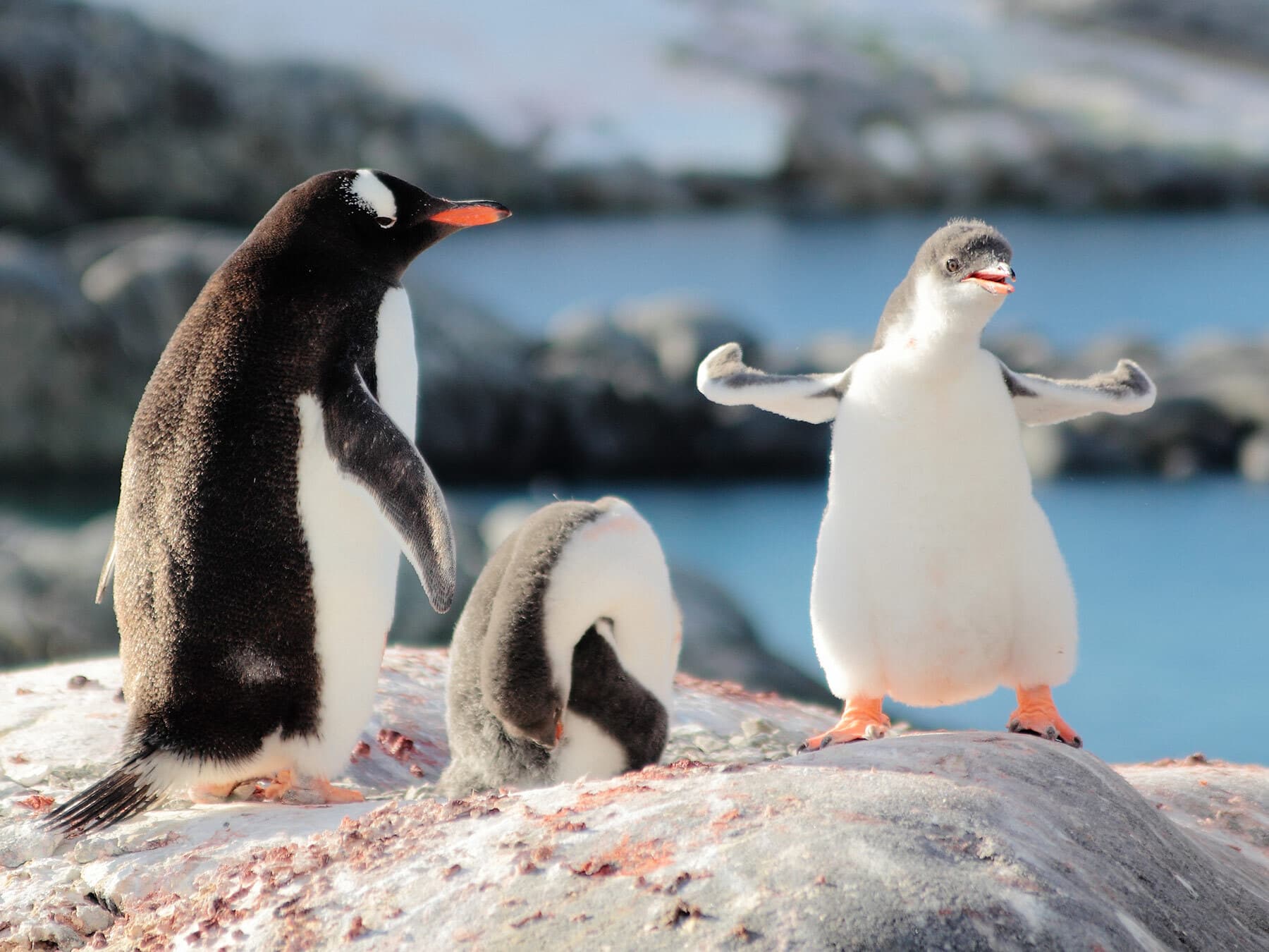 Gentoo penguin with chicks