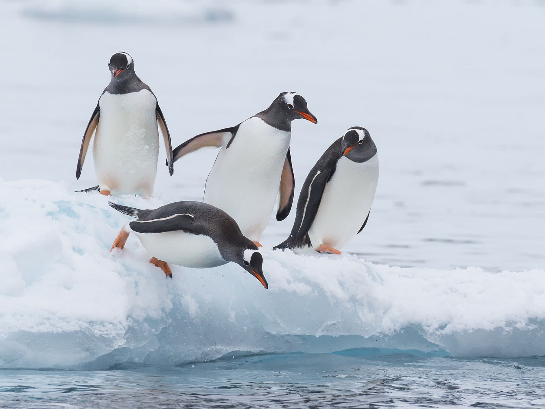 Gentoo penguins
