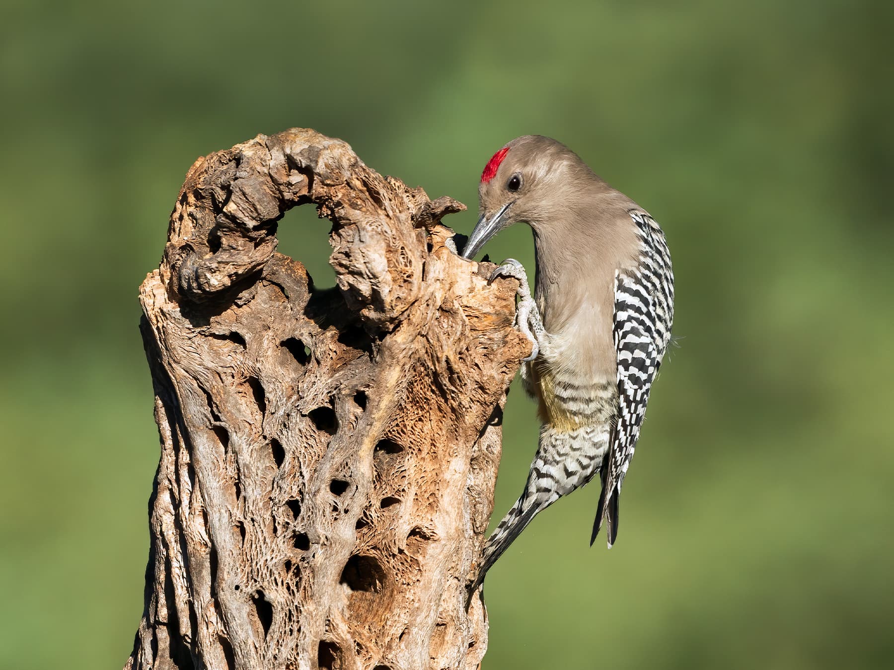 Gila Woodpecker