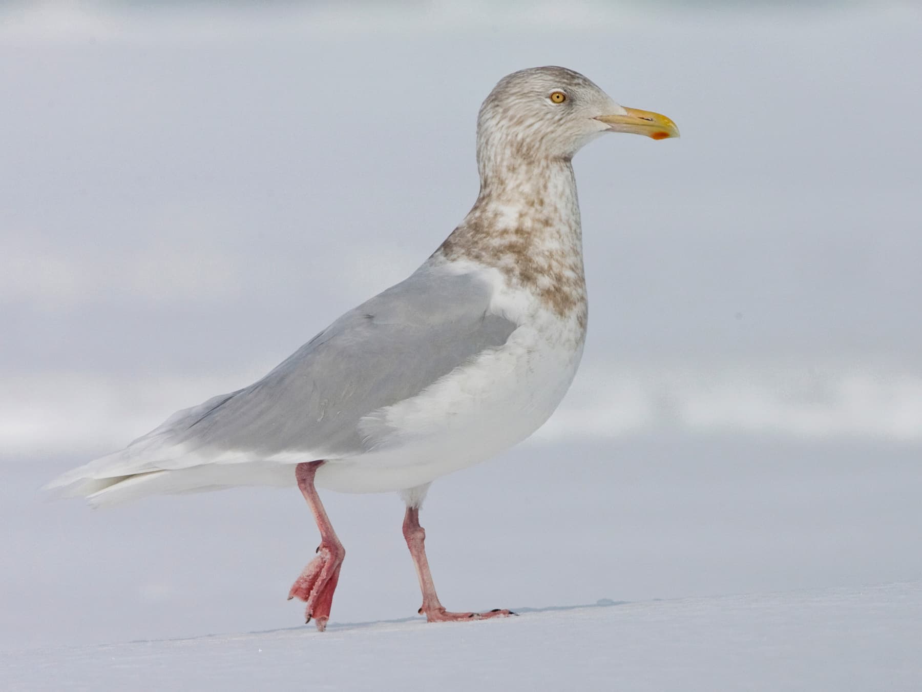 Non-breeding adult Glaucous Gull