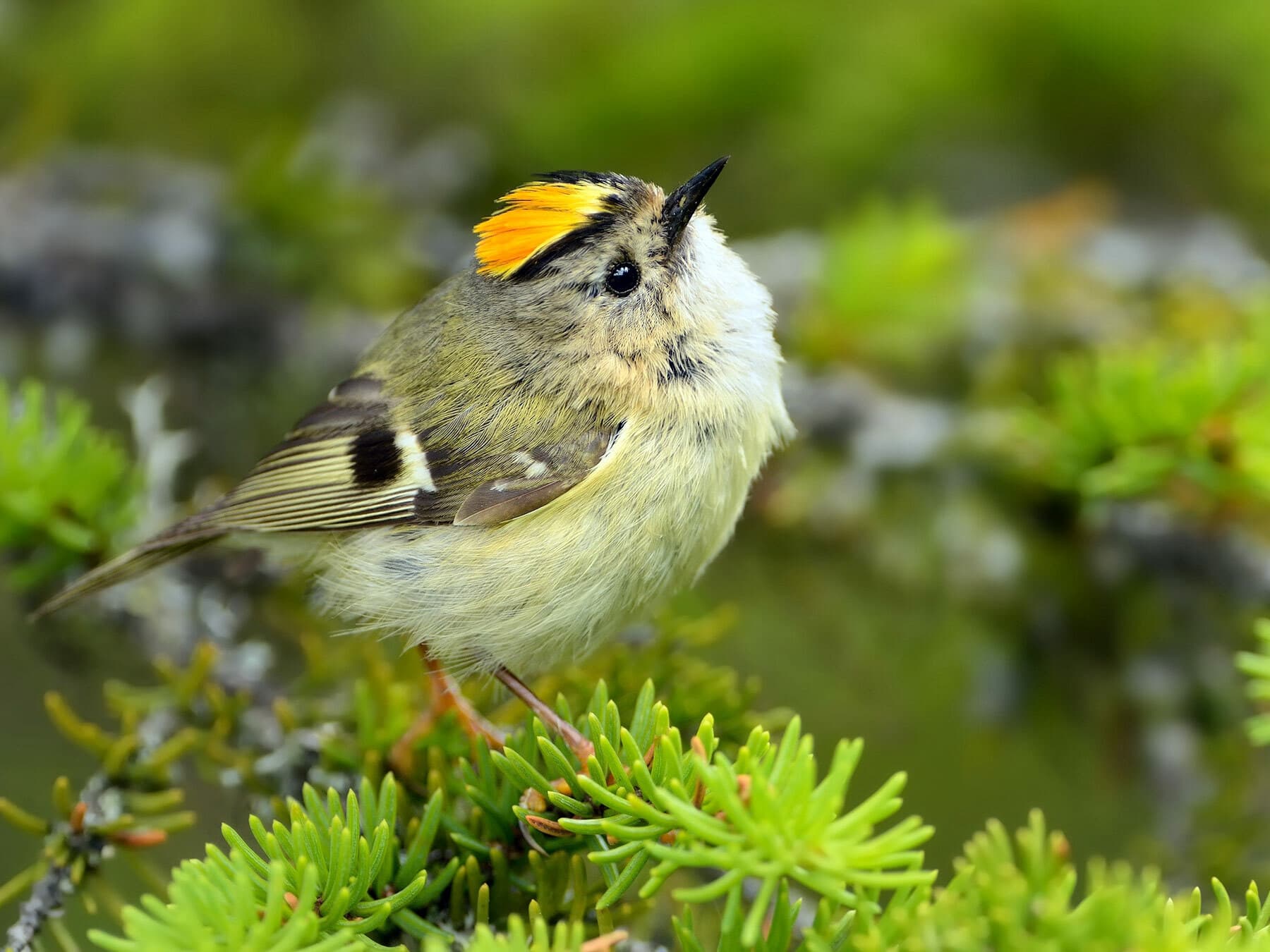 Goldcrests & Kinglets