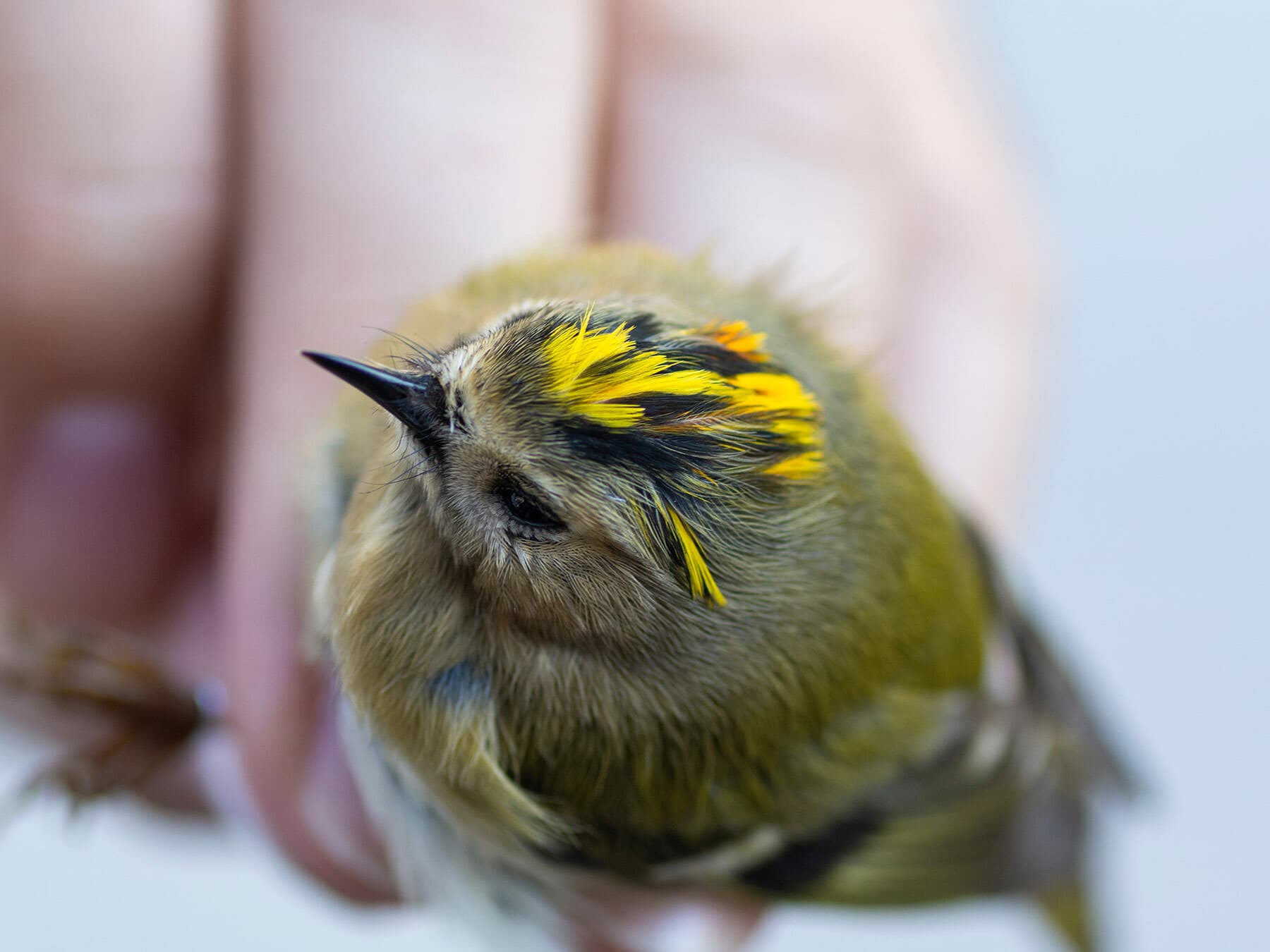 A Goldcrest in a bird ringer's hand, its crown feathers parted to show the yellow
