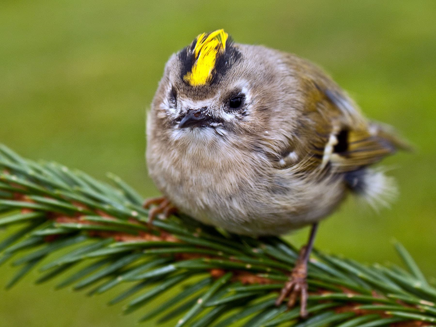 Goldcrest close up
