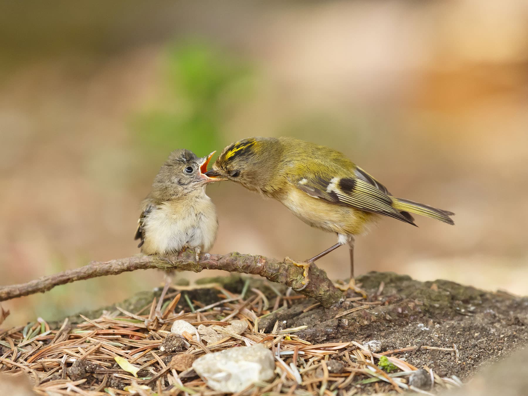 Goldcrest feeding chick