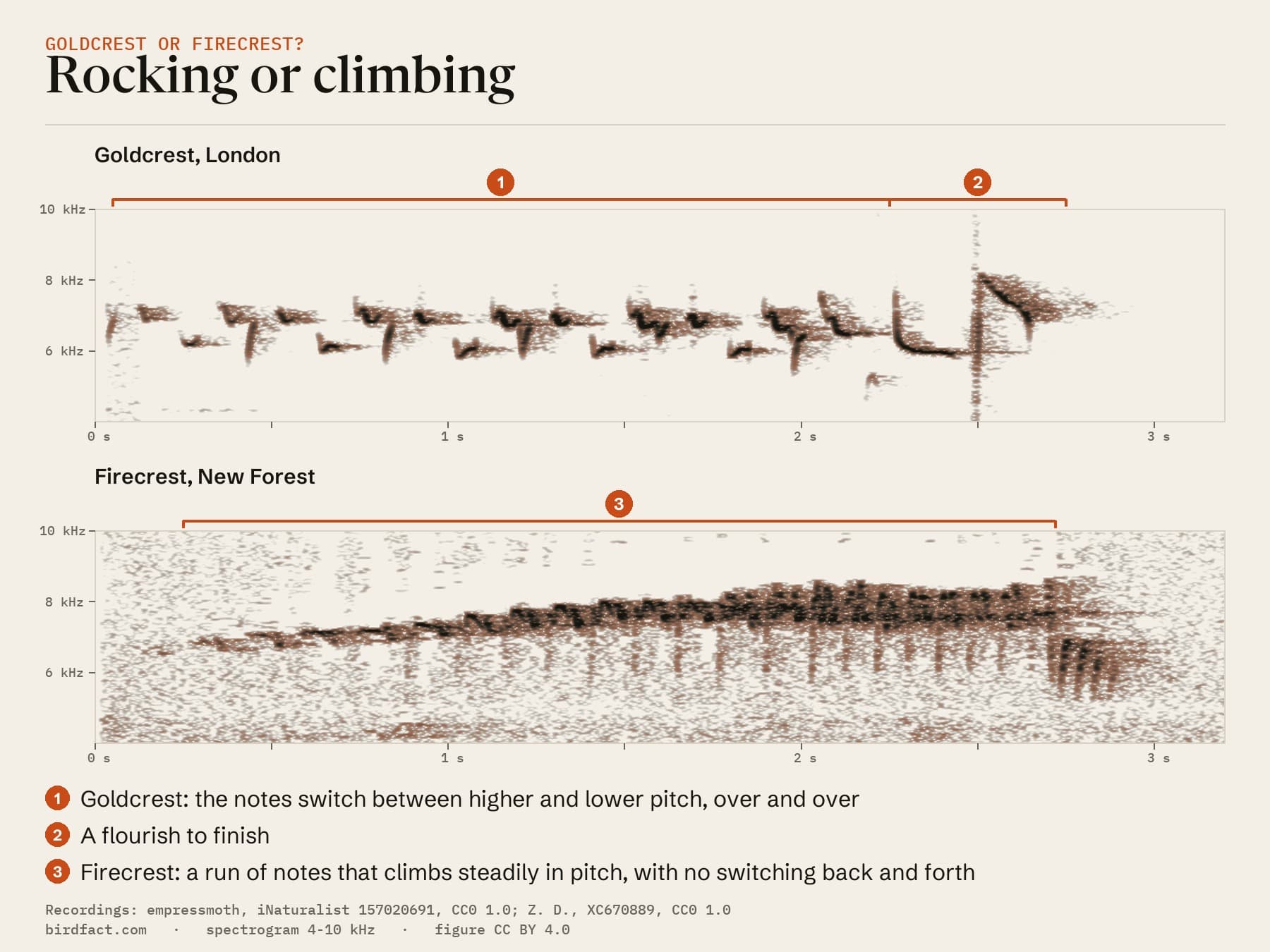 A Goldcrest song from London and a Firecrest song from the New Forest on the same time scale: the Goldcrest's notes switch between higher and lower pitch and end in a flourish; the Firecrest's climb steadily, with no switching