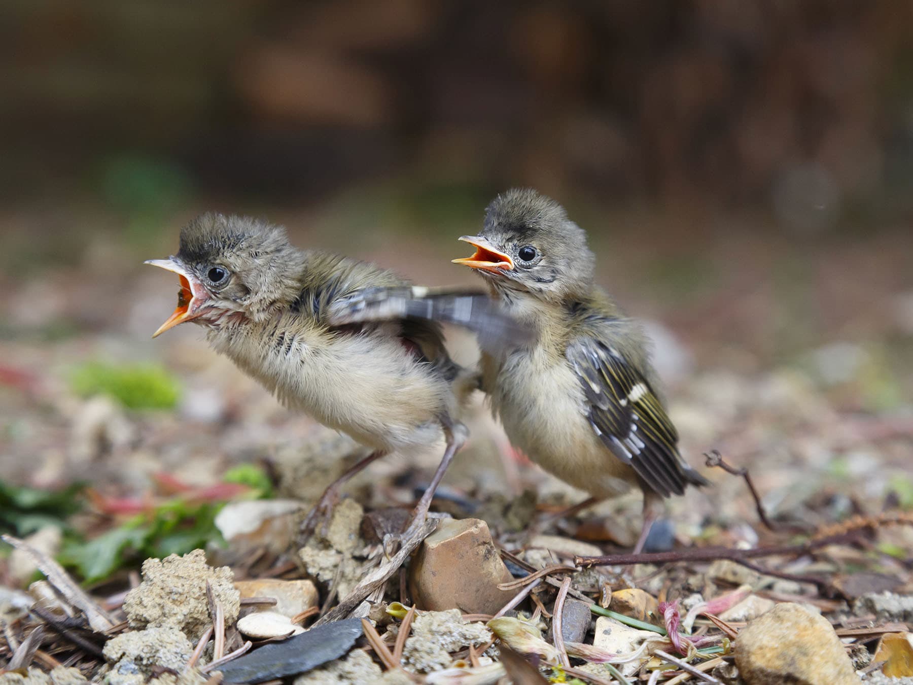 Goldcrest fledglings