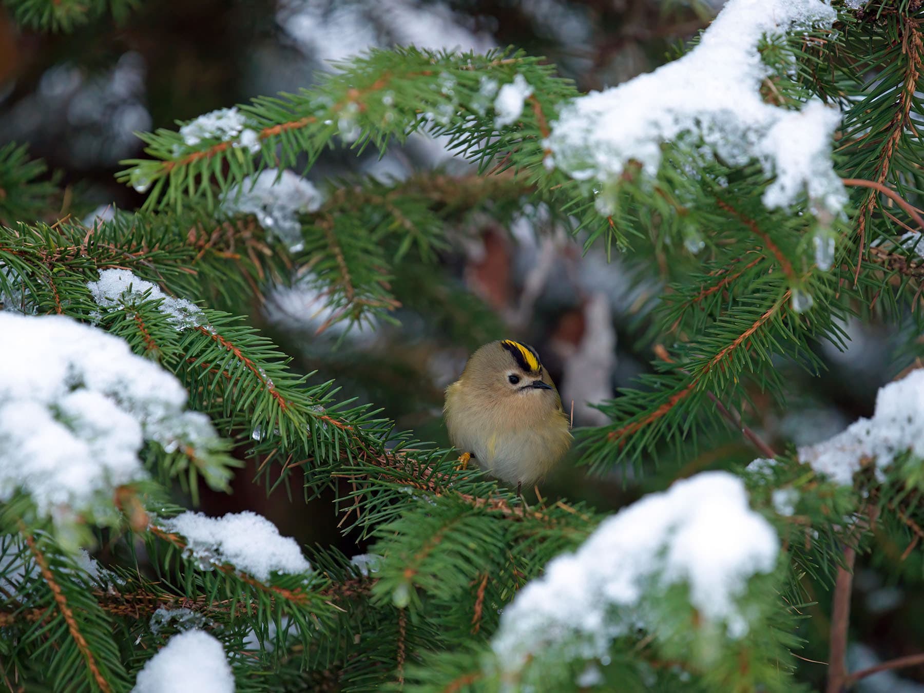 Goldcrest in winter
