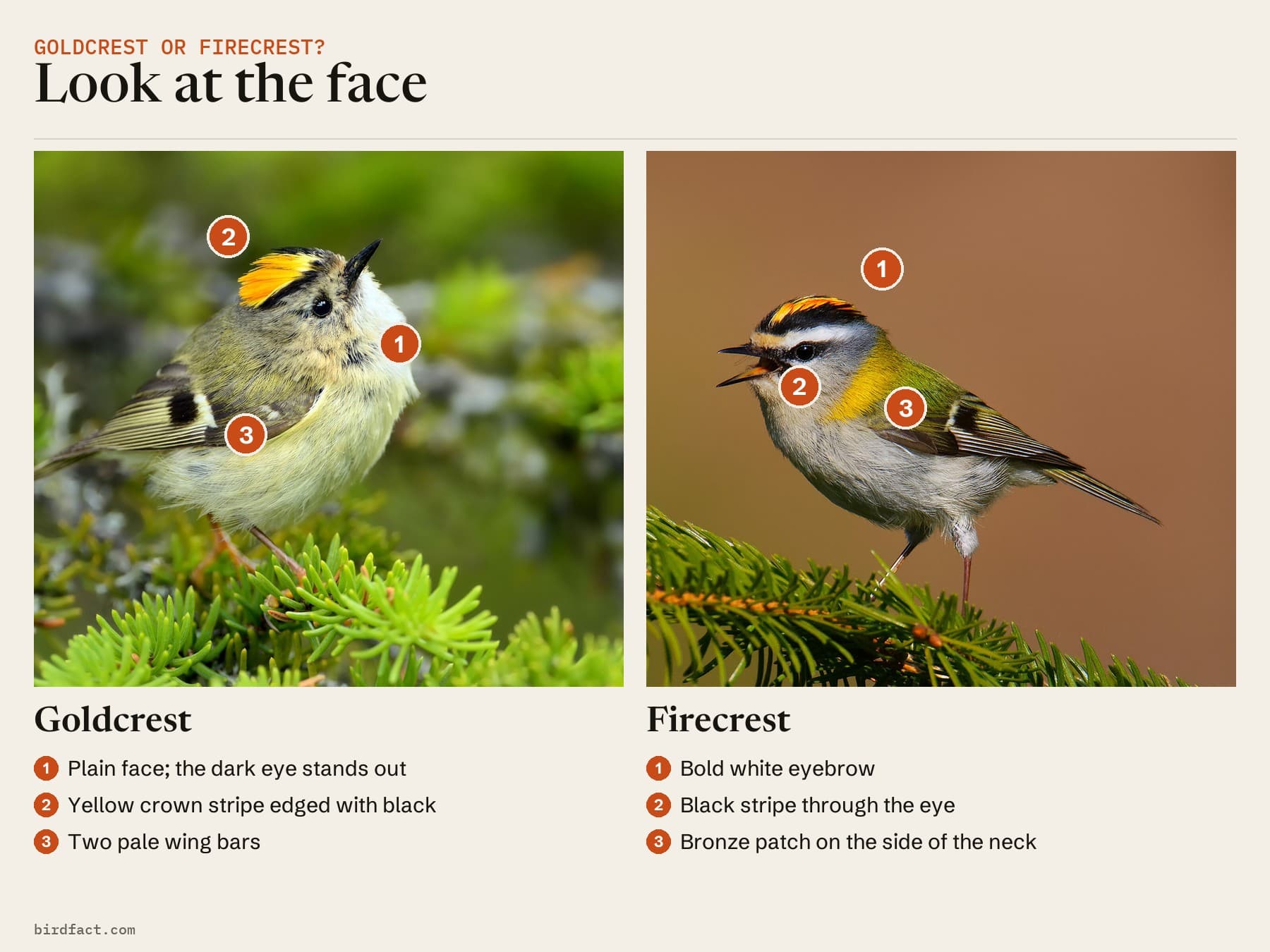 Comparison card, photos of a Goldcrest on the left and a Firecrest on the right, headed 'Look at the face'. Goldcrest: plain face; the dark eye stands out; yellow crown stripe edged with black; two pale wing bars. Firecrest: bold white eyebrow; black stripe through the eye; bronze patch on the side of the neck.