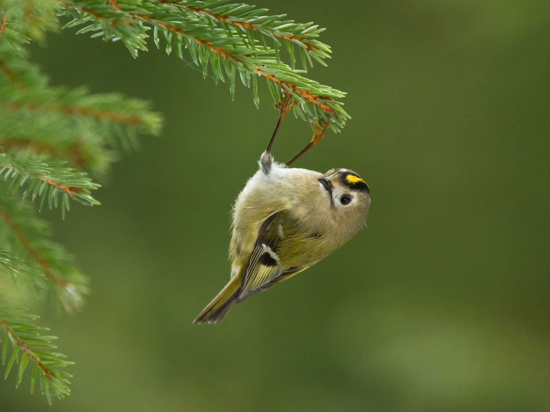 Goldcrest perched