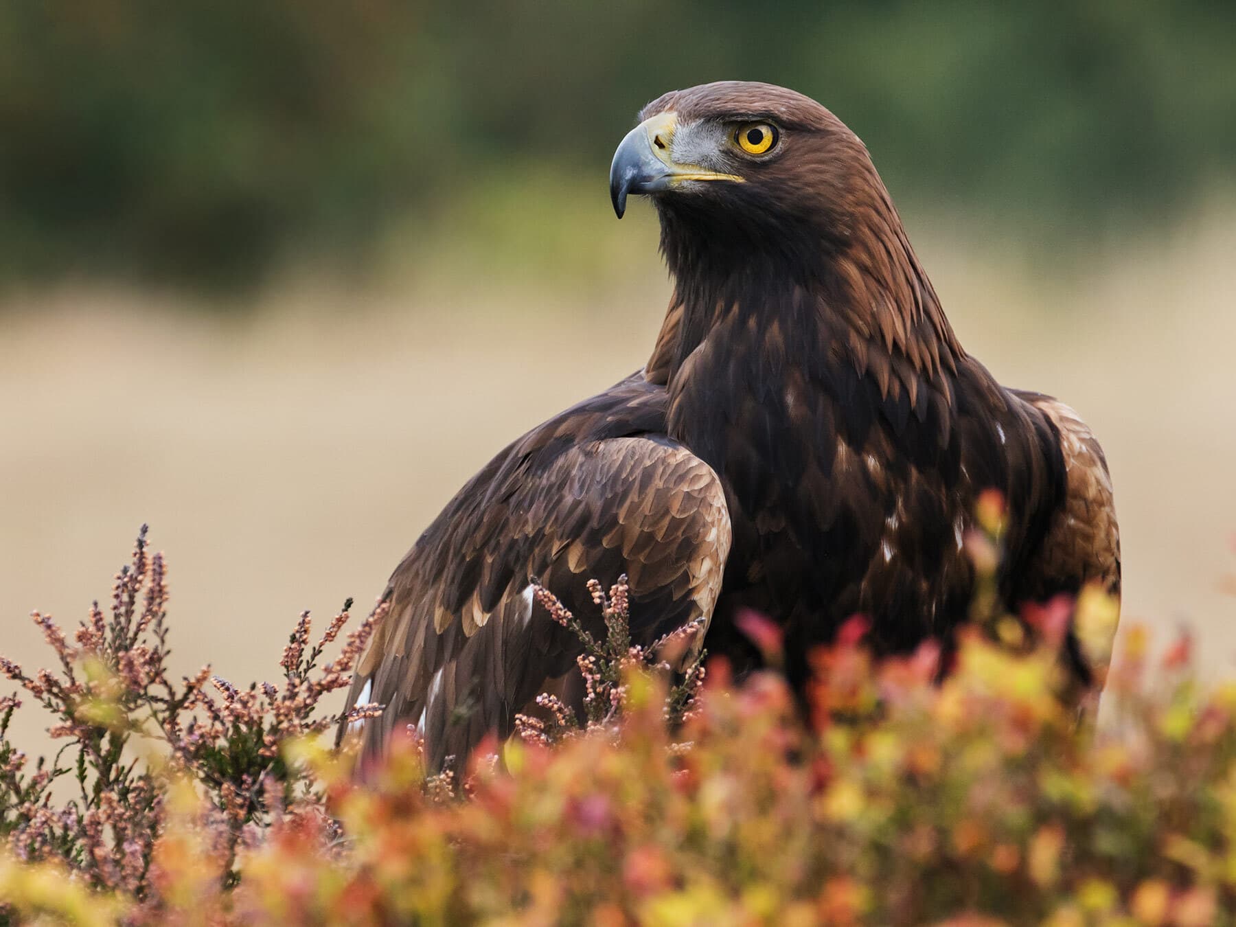 Golden eagle close up