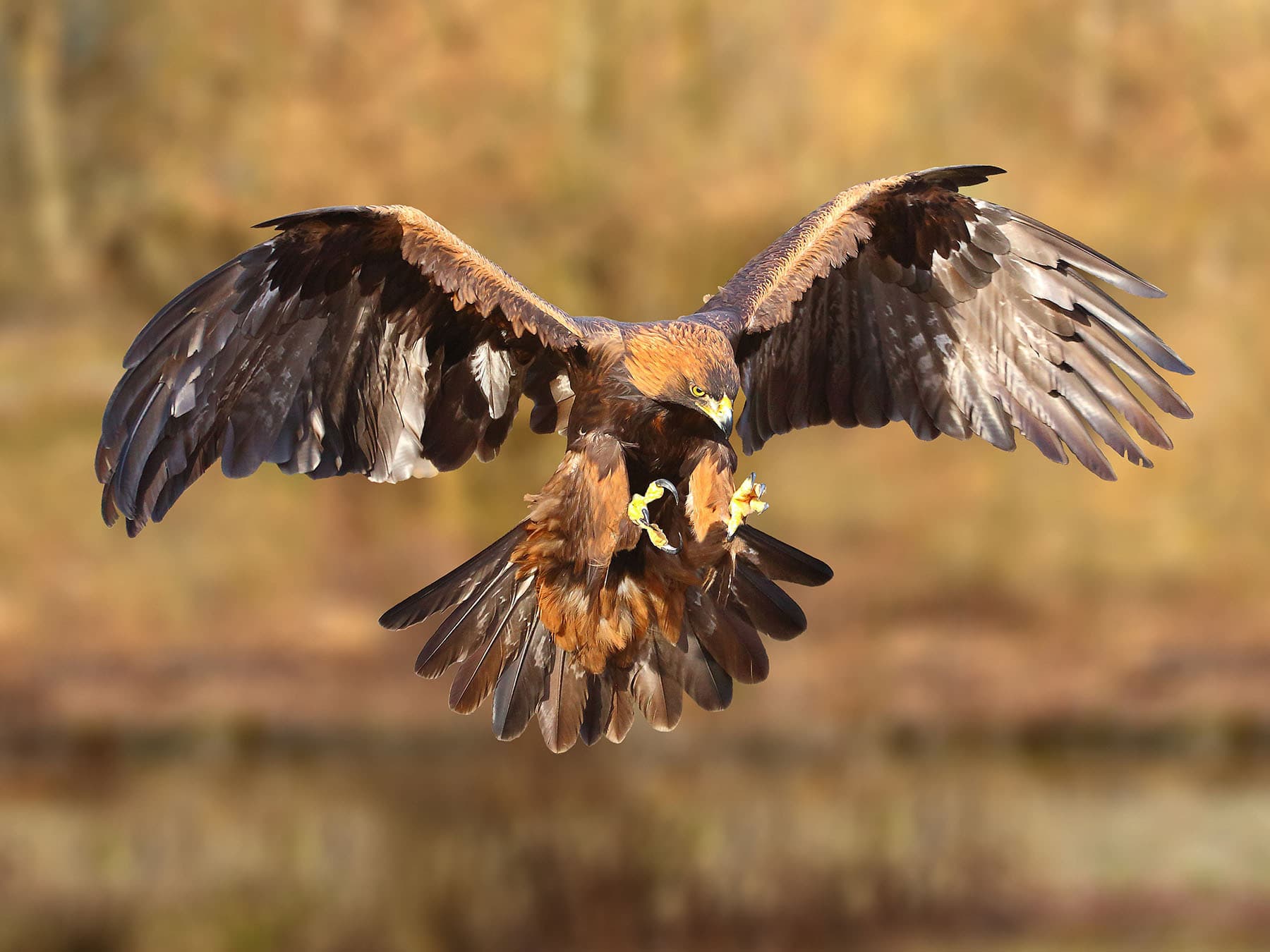 Golden eagle danger