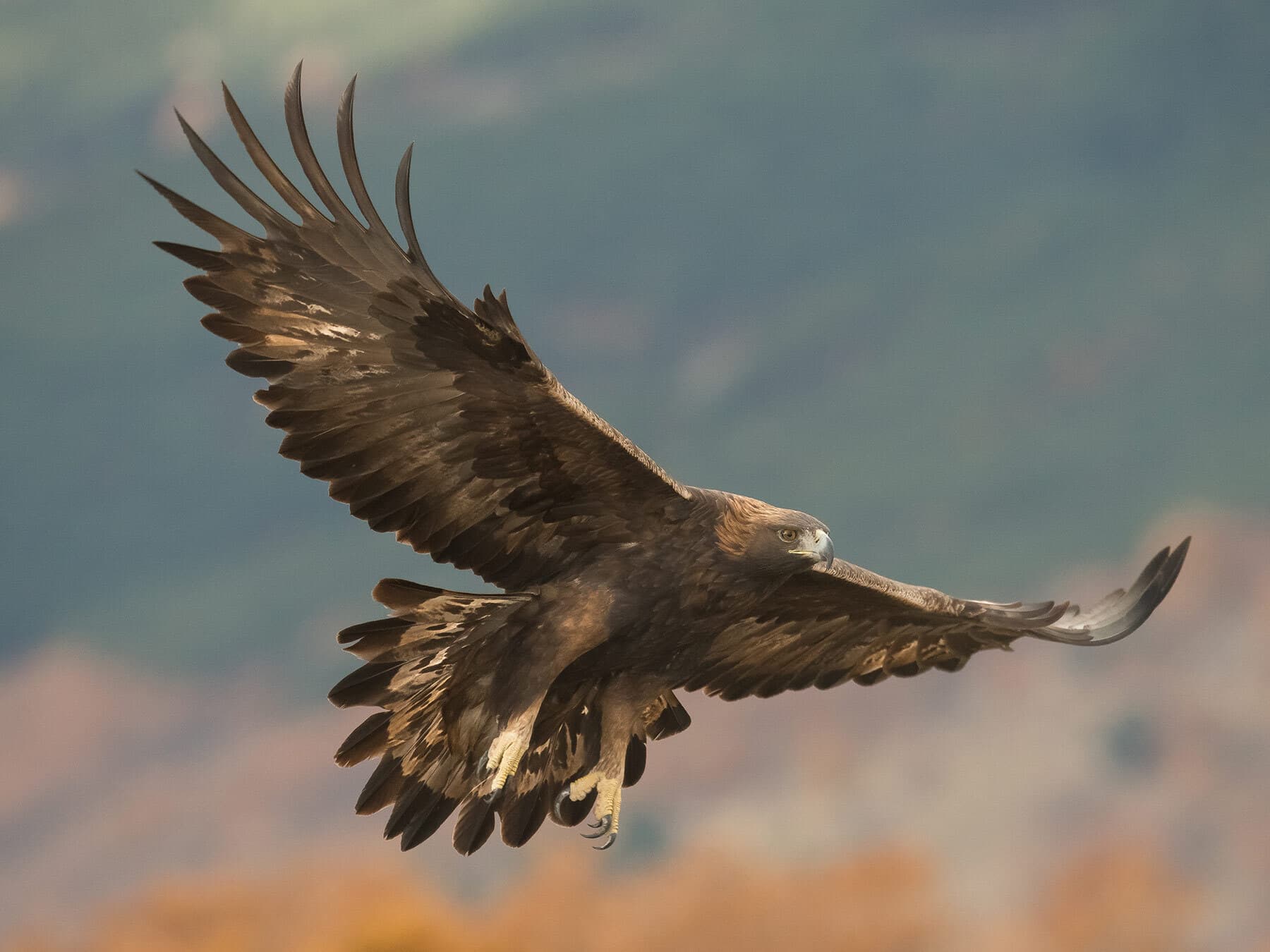 Golden eagle flying