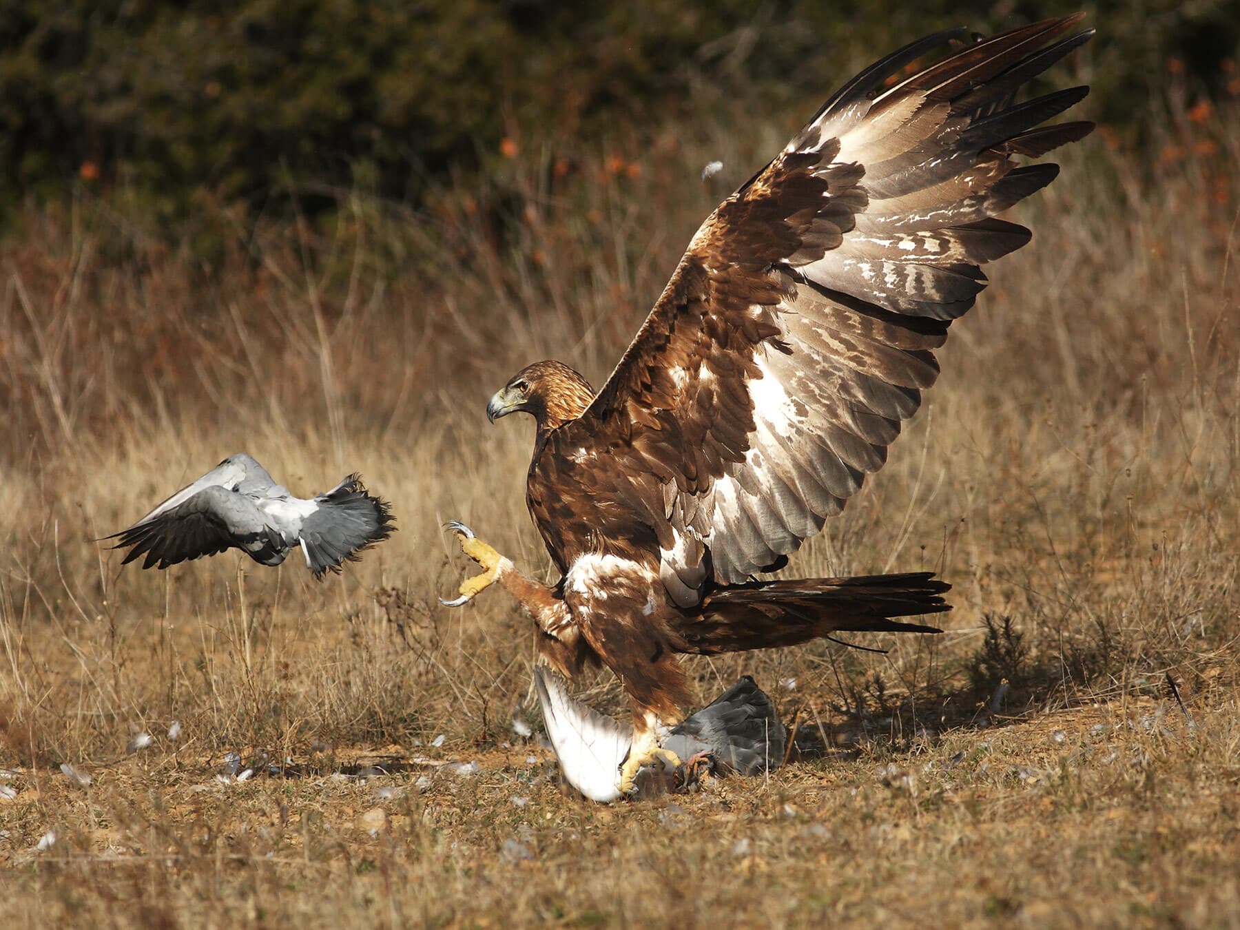 Golden eagle hunting pigeon