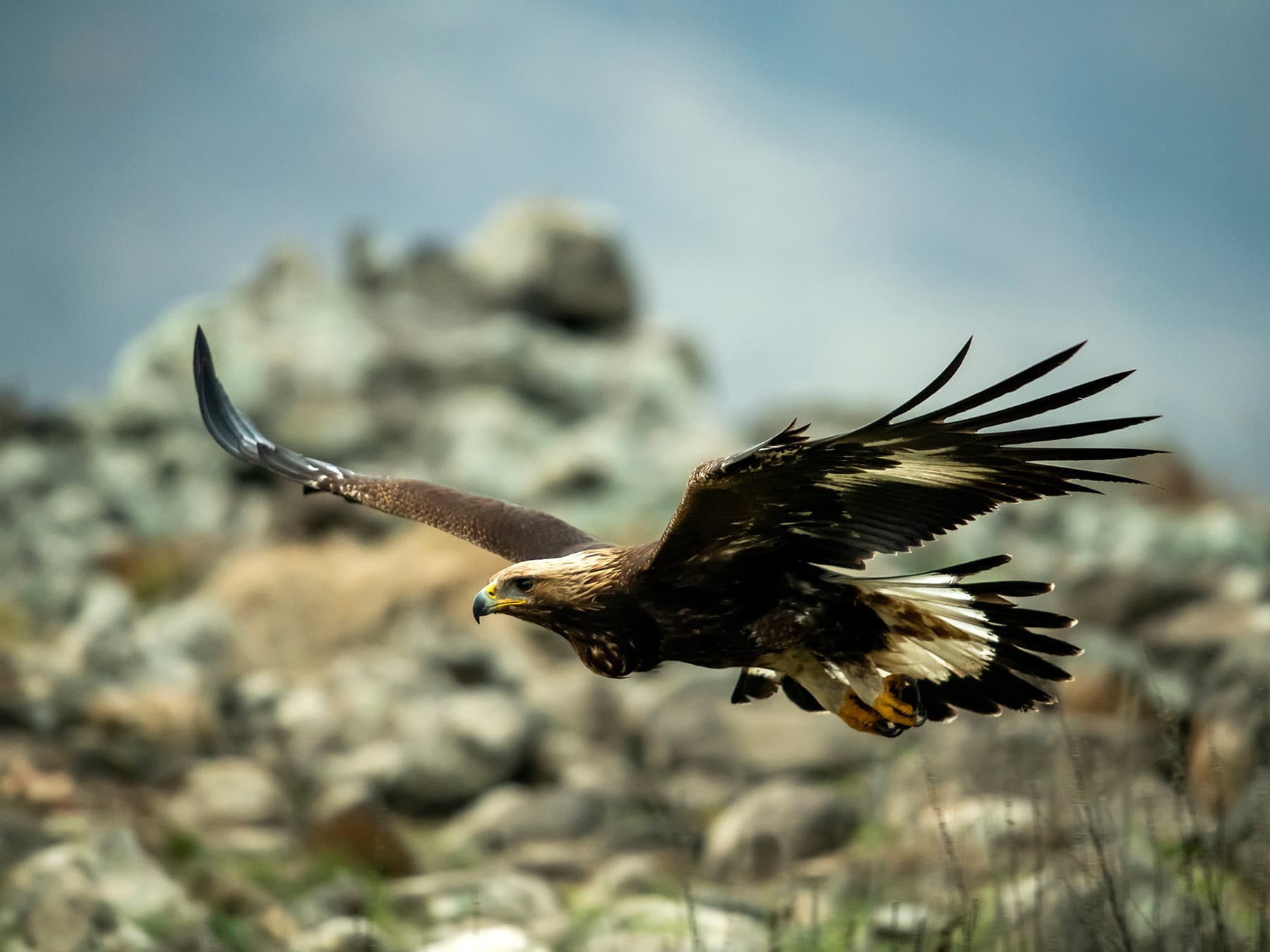Golden eagle in flight over mountain meadow