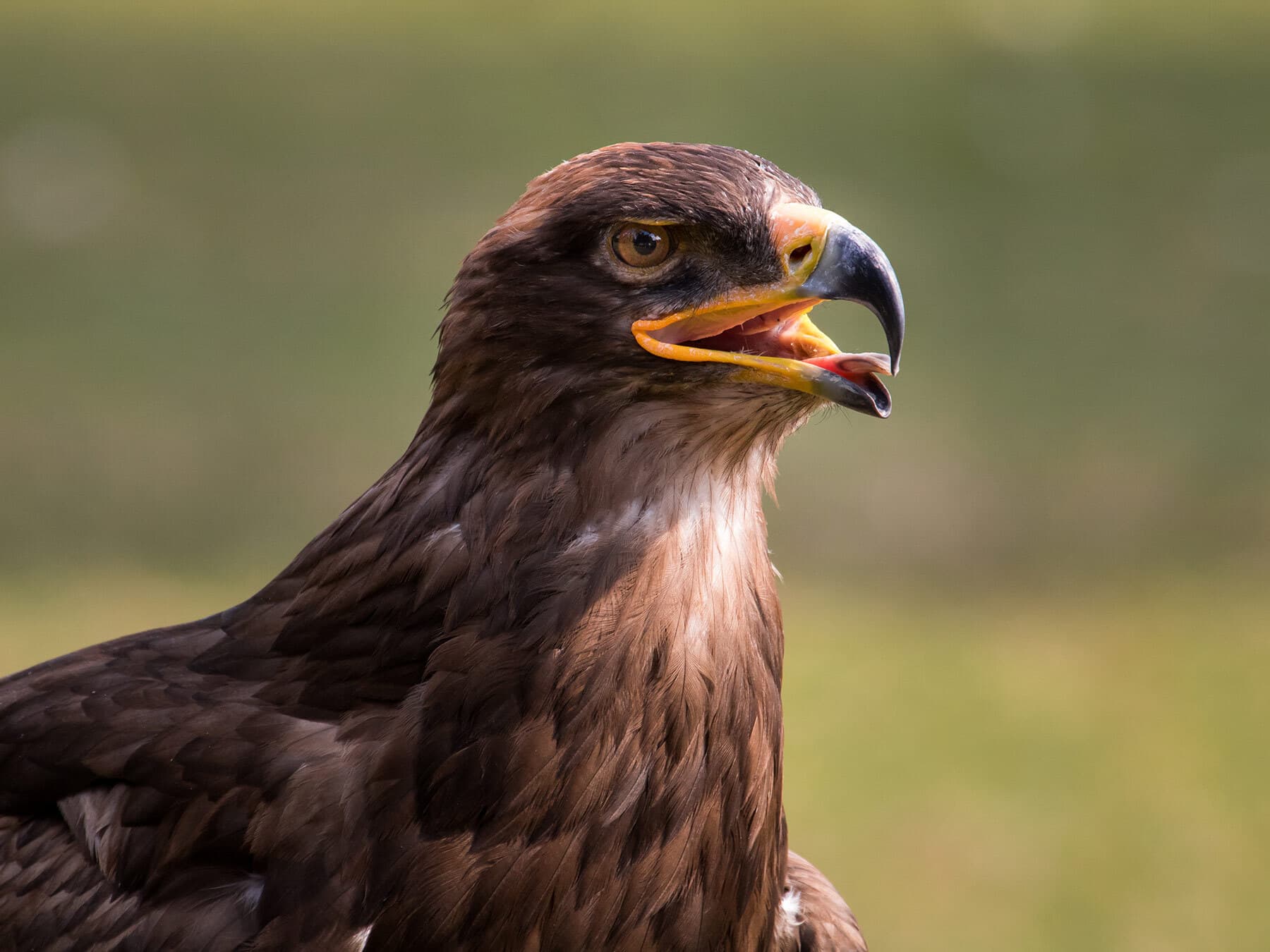 Golden eagle panting on hot day