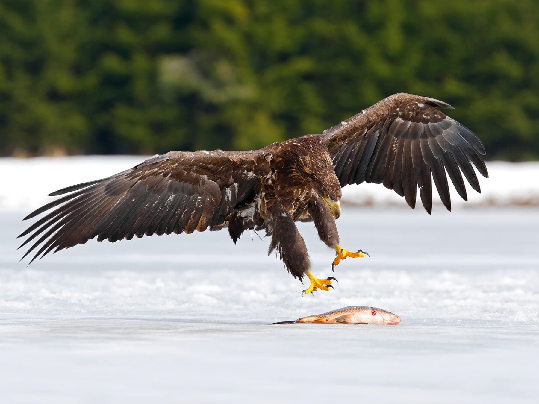 Golden eagle with fish