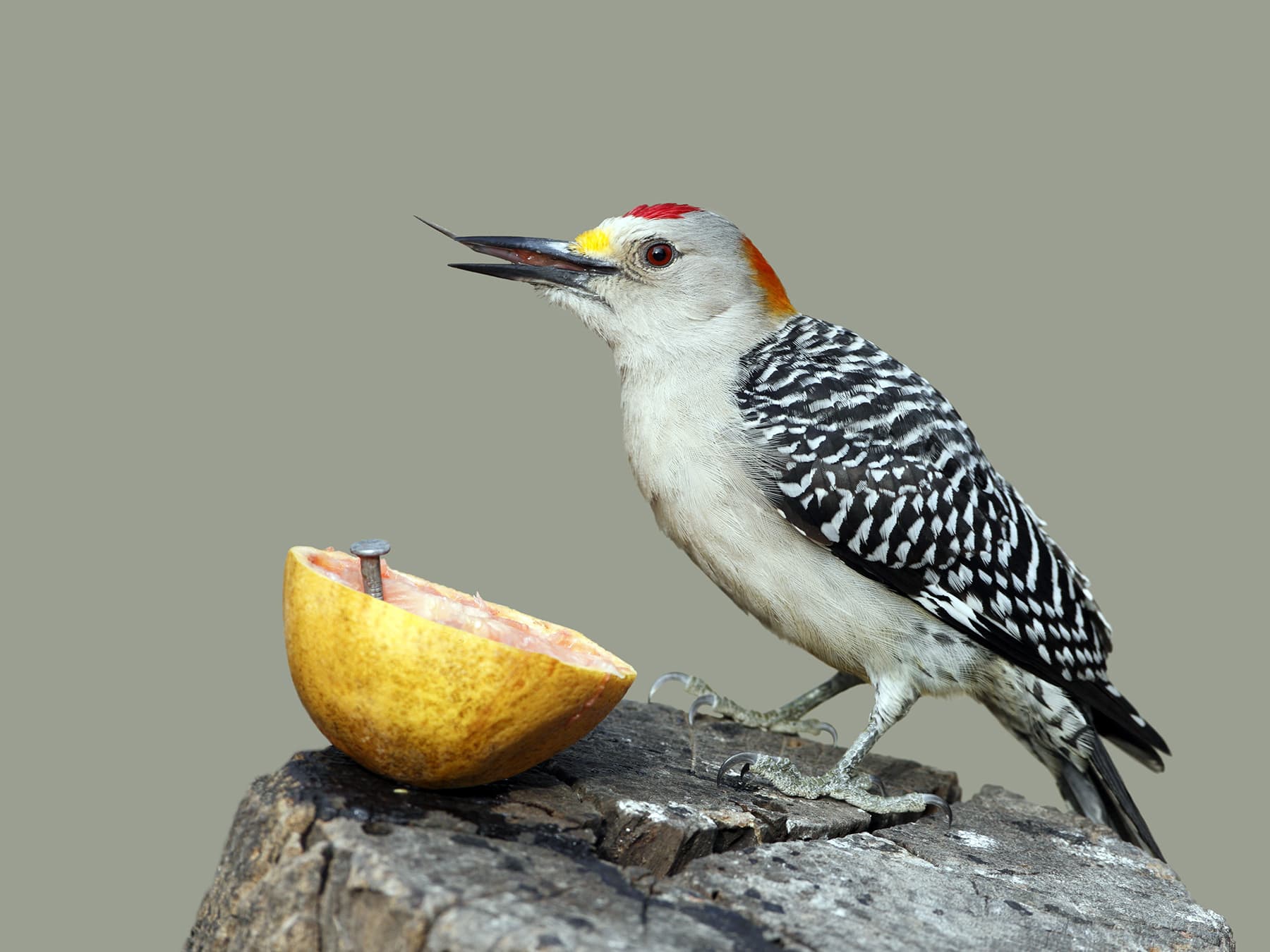 Golden fronted woodpecker feeding on grapefruit