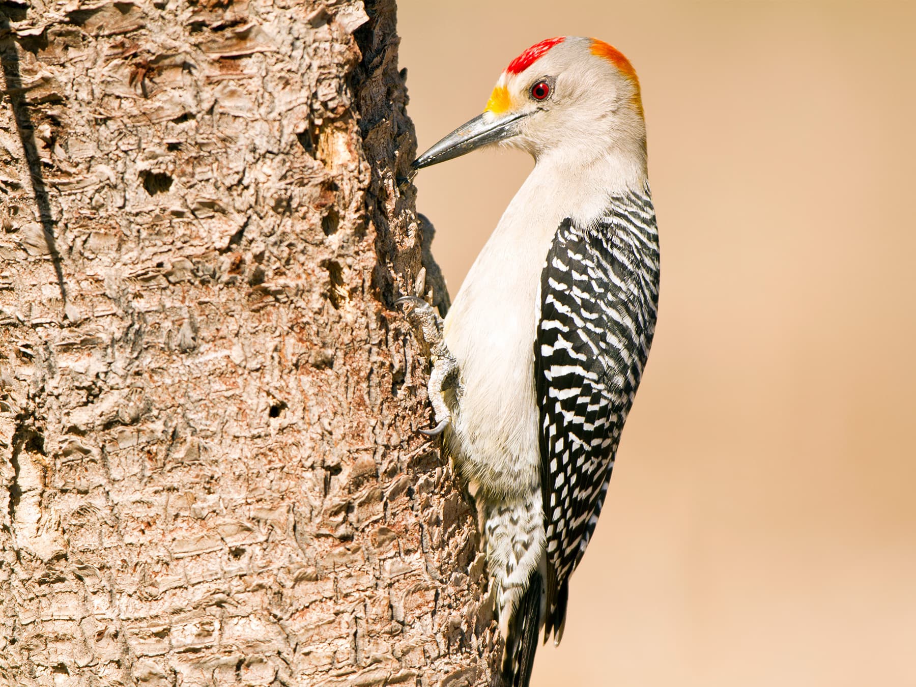 Golden-fronted Woodpecker