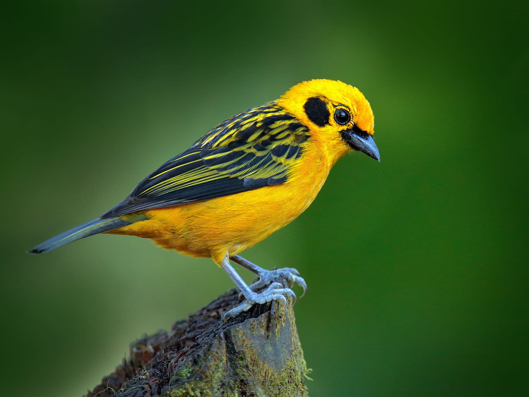 Tanagers