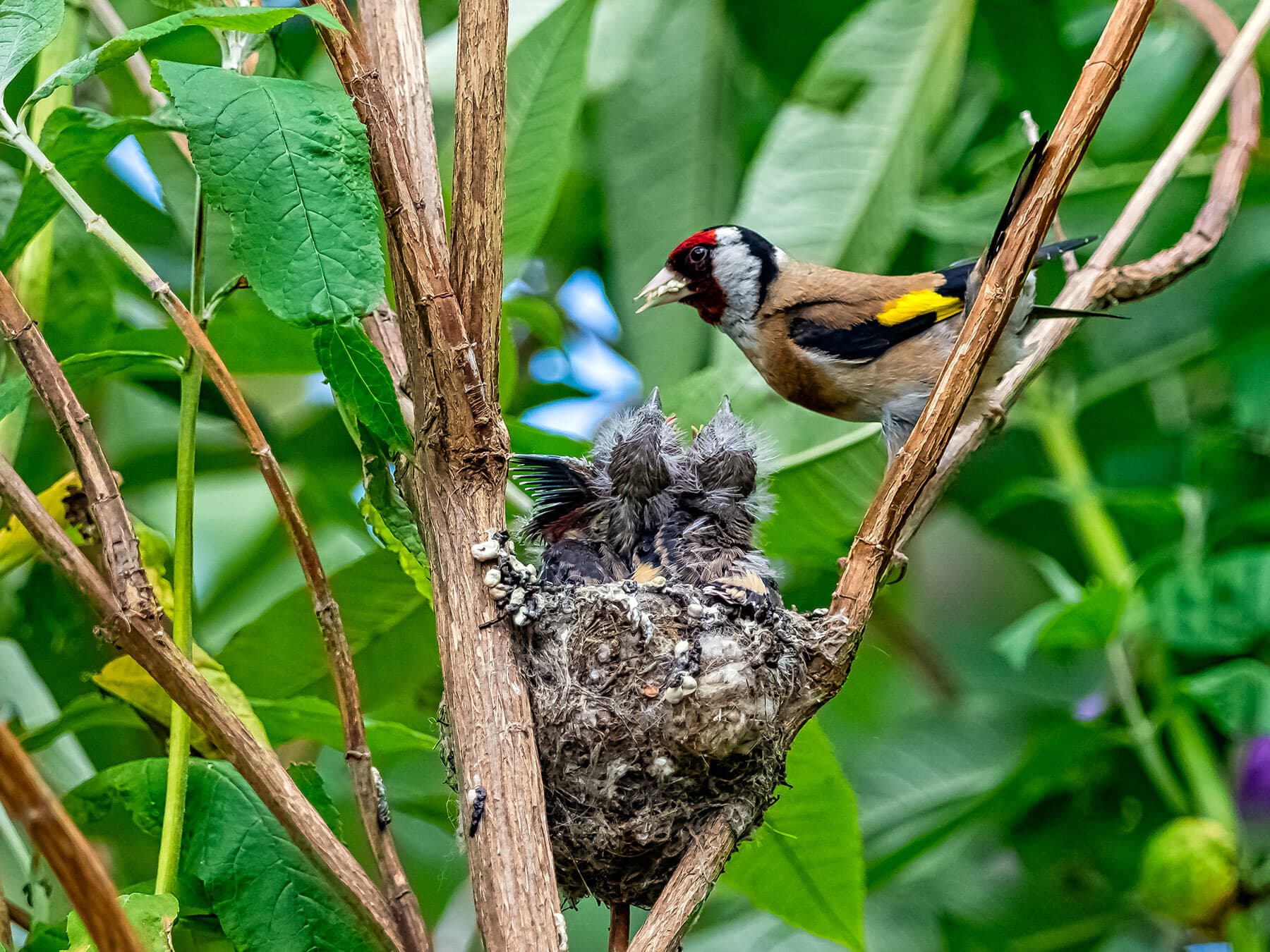 Goldfinch nest