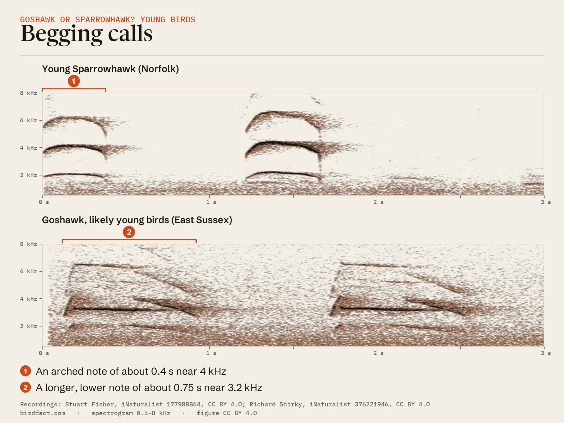 Spectrograms of a young Sparrowhawk begging and Goshawk calls we read as young birds begging, on the same time scale