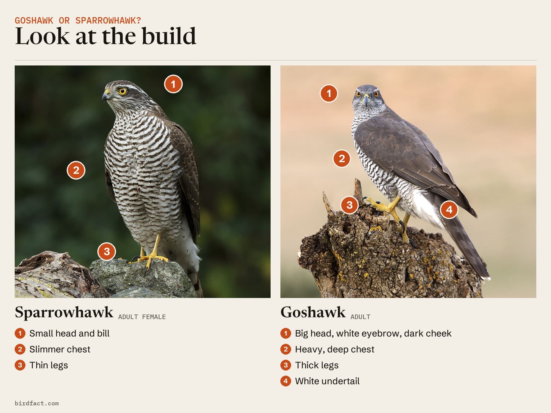 Comparison card: an adult female Sparrowhawk and an adult Goshawk perched, headed 'Look at the build'. Sparrowhawk: small head and bill, slimmer chest, thin legs. Goshawk: big head with a white eyebrow and dark cheek, heavy, deep chest, thick legs, white undertail.