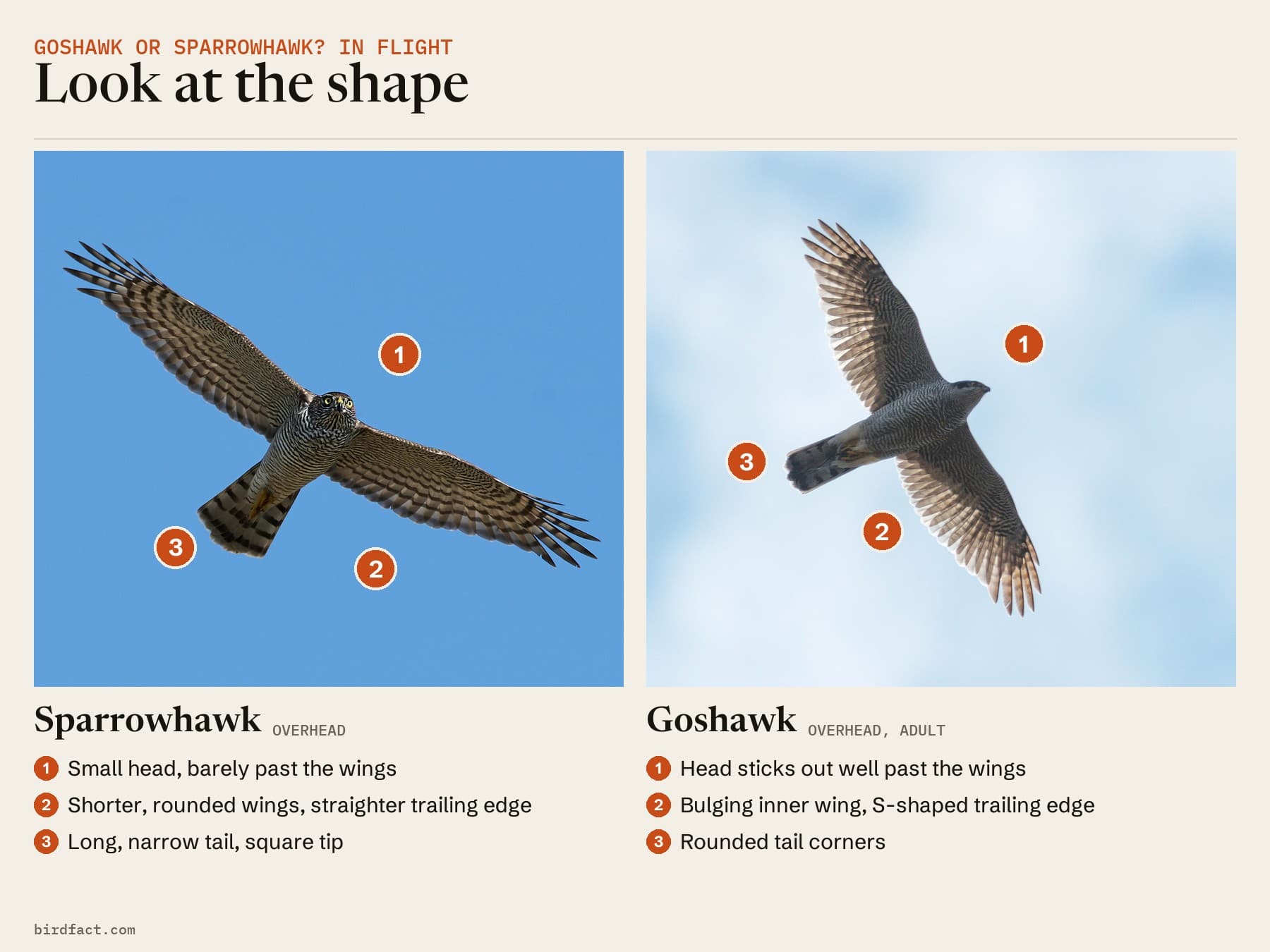 A Sparrowhawk and a Goshawk from below: the Sparrowhawk's small head, rounded wings and long square tail; the Goshawk's projecting head, bulging inner wing and rounded tail corners