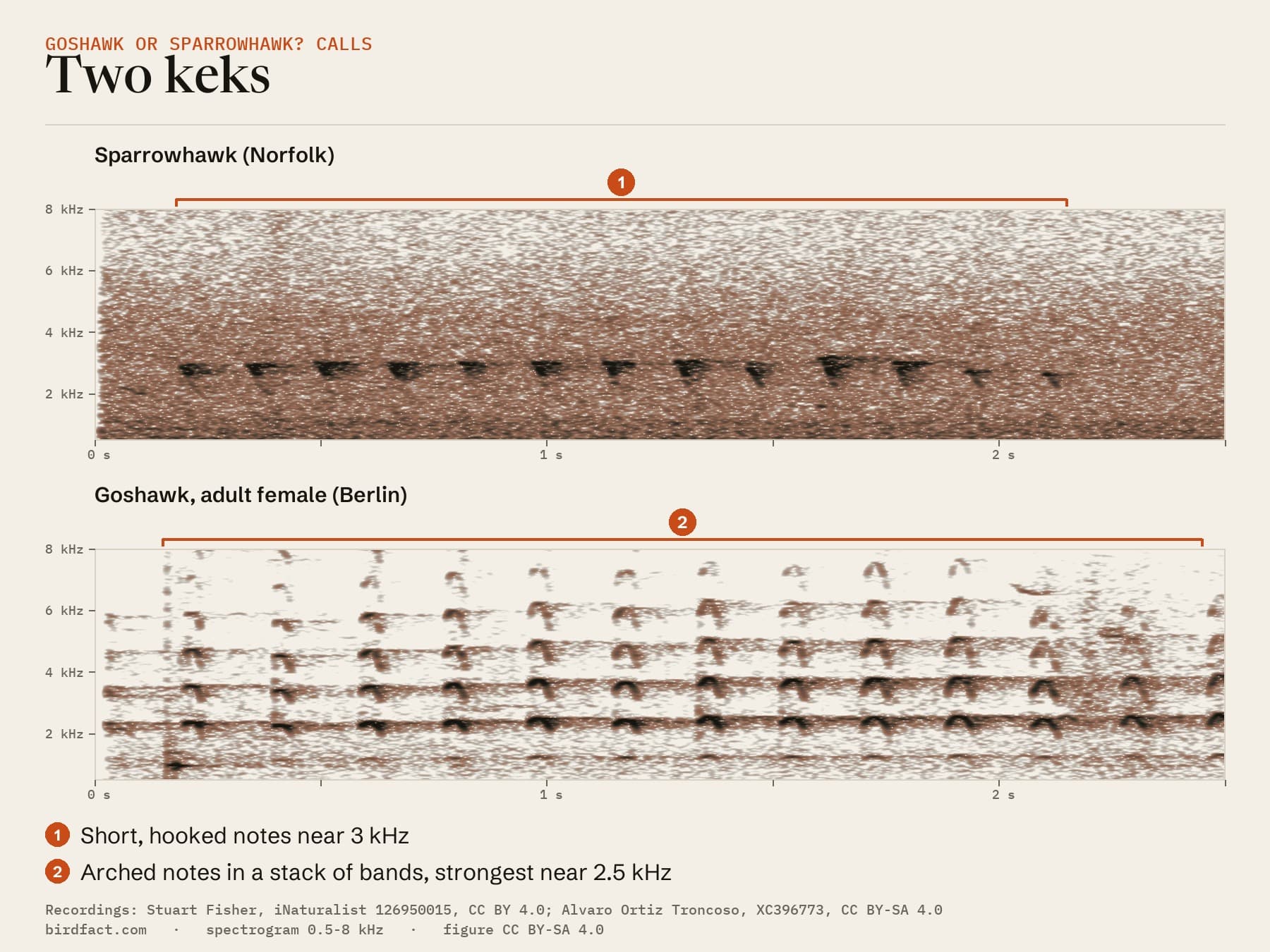 Spectrograms of a Sparrowhawk's kek and a Goshawk's kek on the same time scale