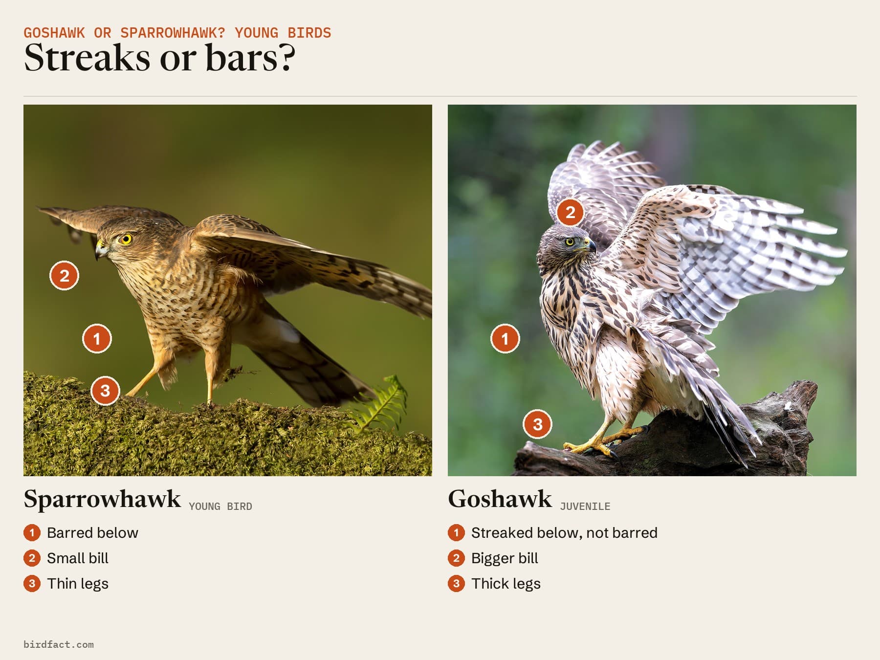 A young Sparrowhawk, barred below with a small bill and thin legs, and a juvenile Goshawk, streaked below with a bigger bill and thick legs