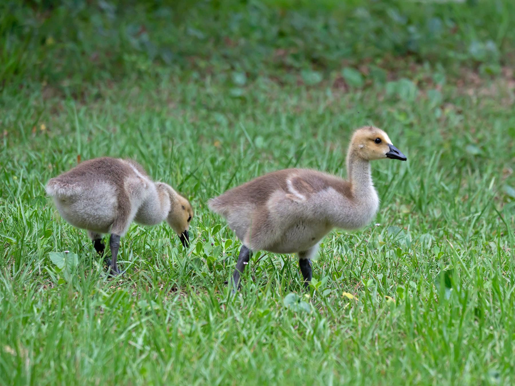 Goslings foraging
