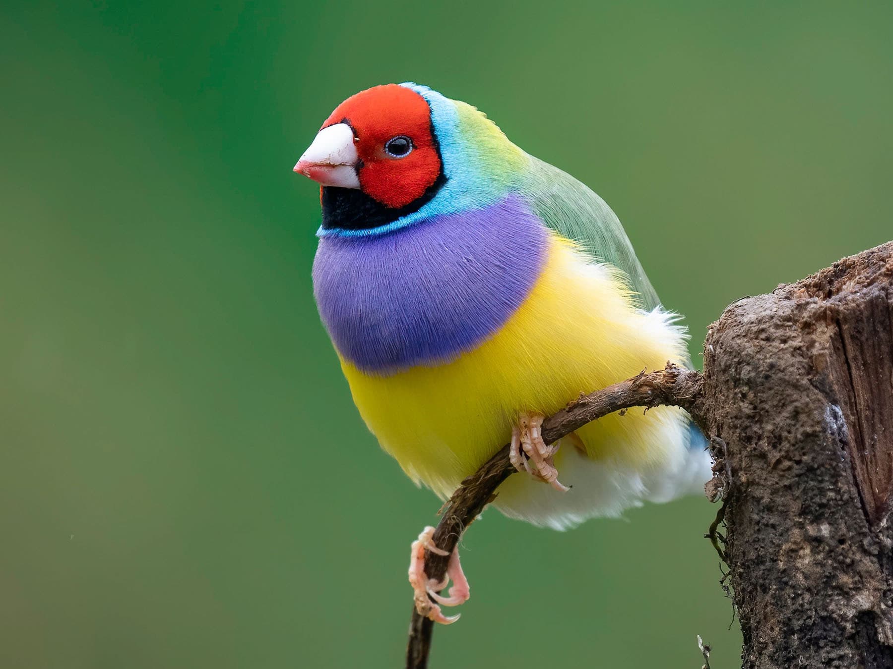 Gouldian Finch